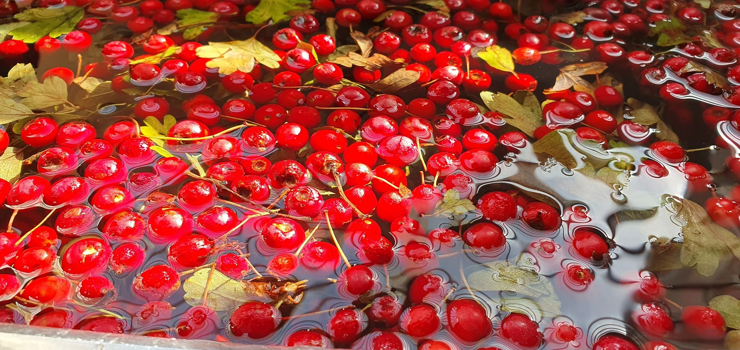 WASHING HAWTHORN BERRY HIPS_March 2025.jpg