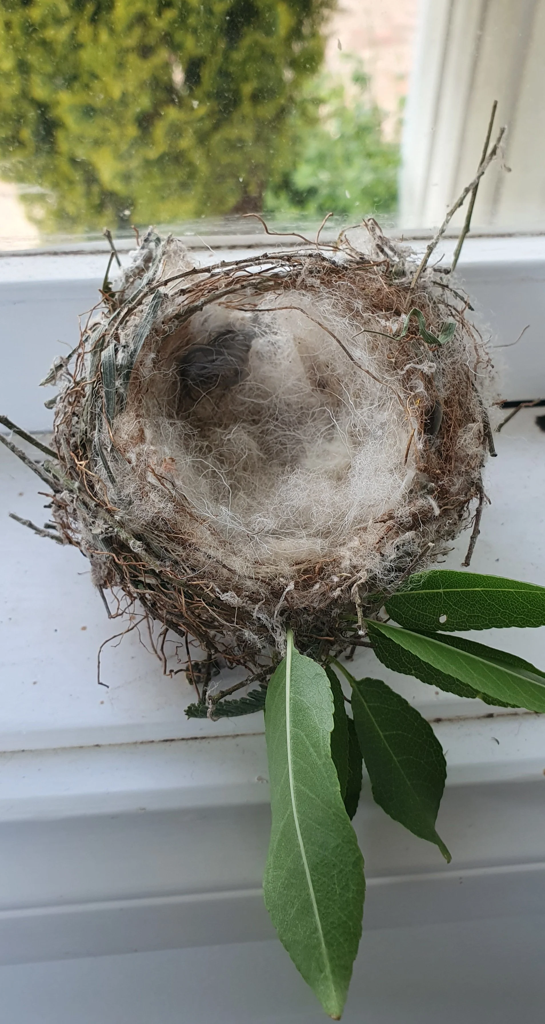 small nest 2025.jpg