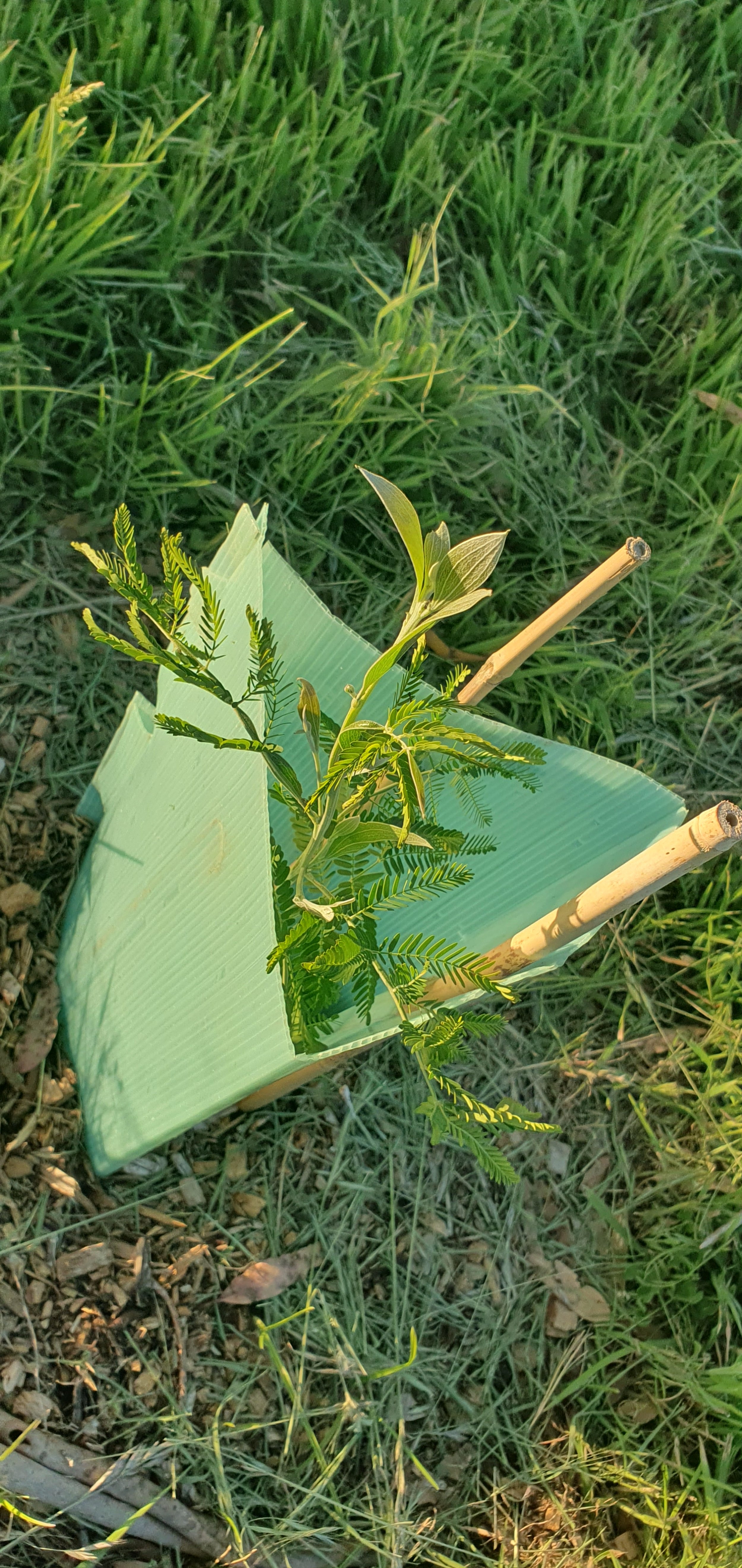 baby trees continue to grow 2025.jpg