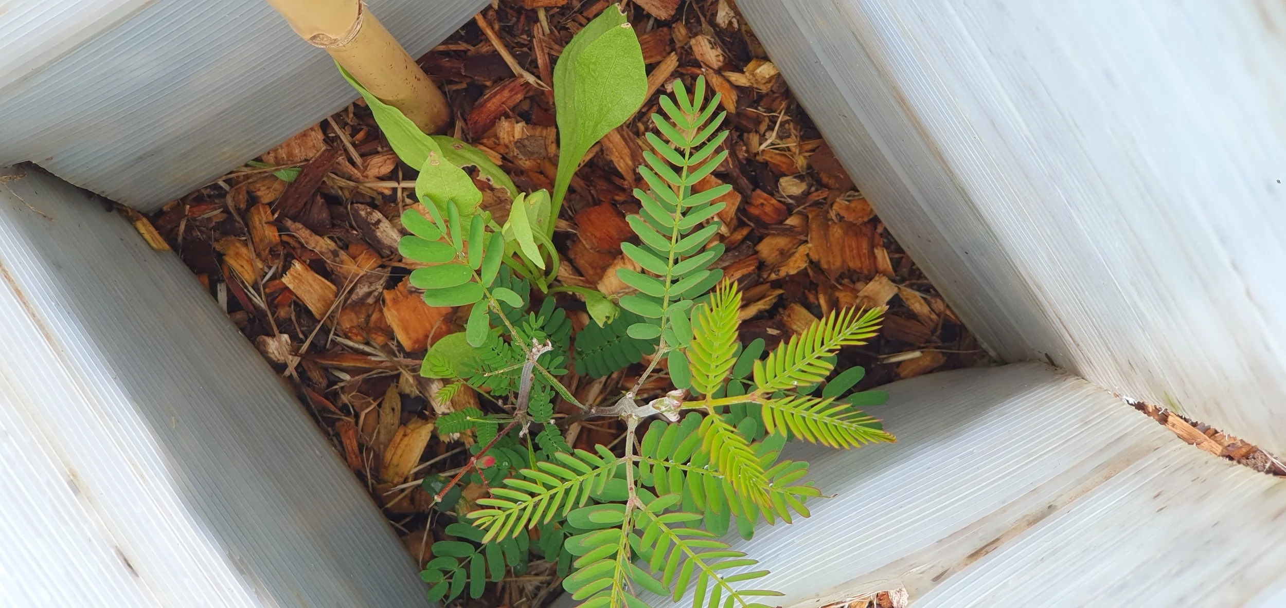 baby trees growing 2025.jpg