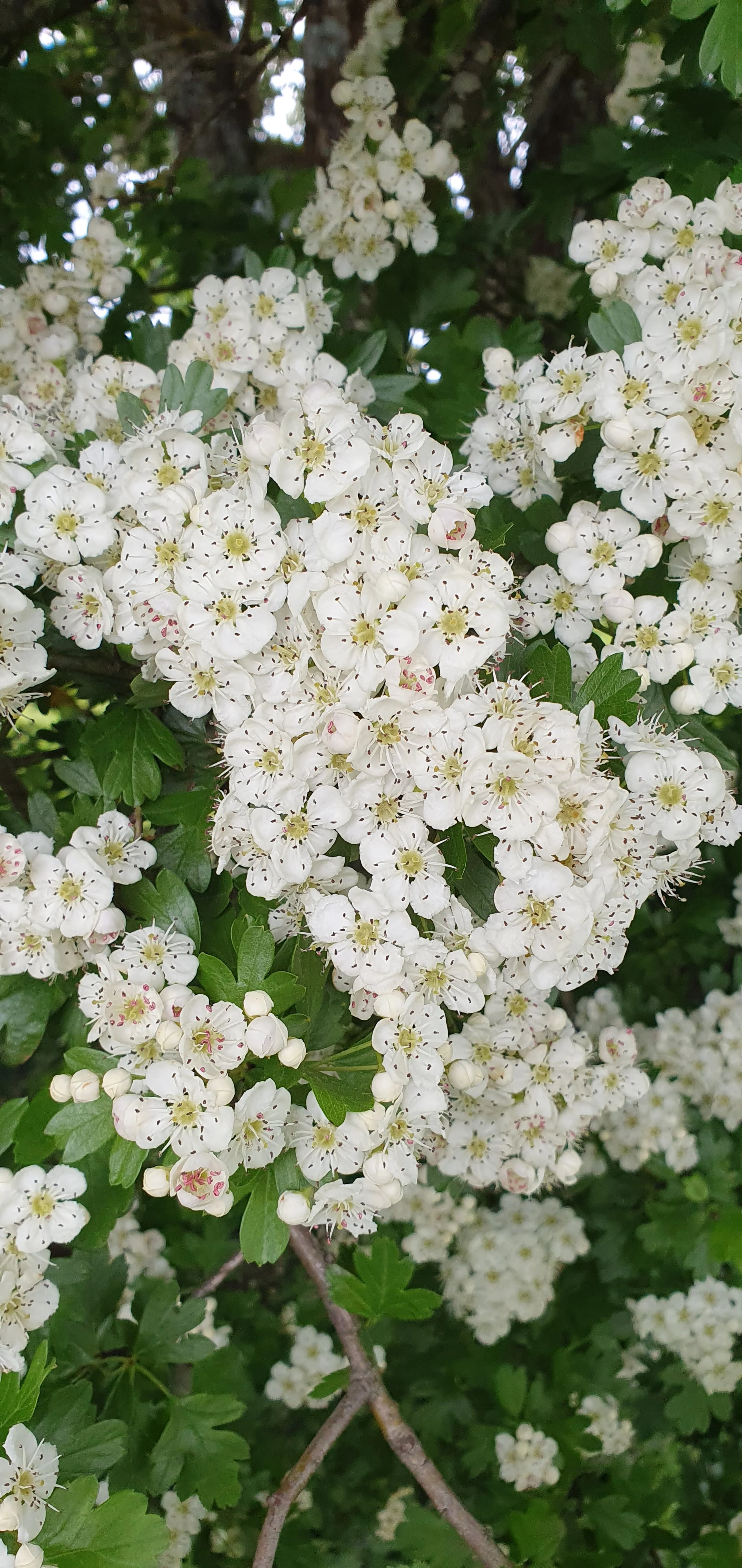 hawthorn flowers 2025.jpg