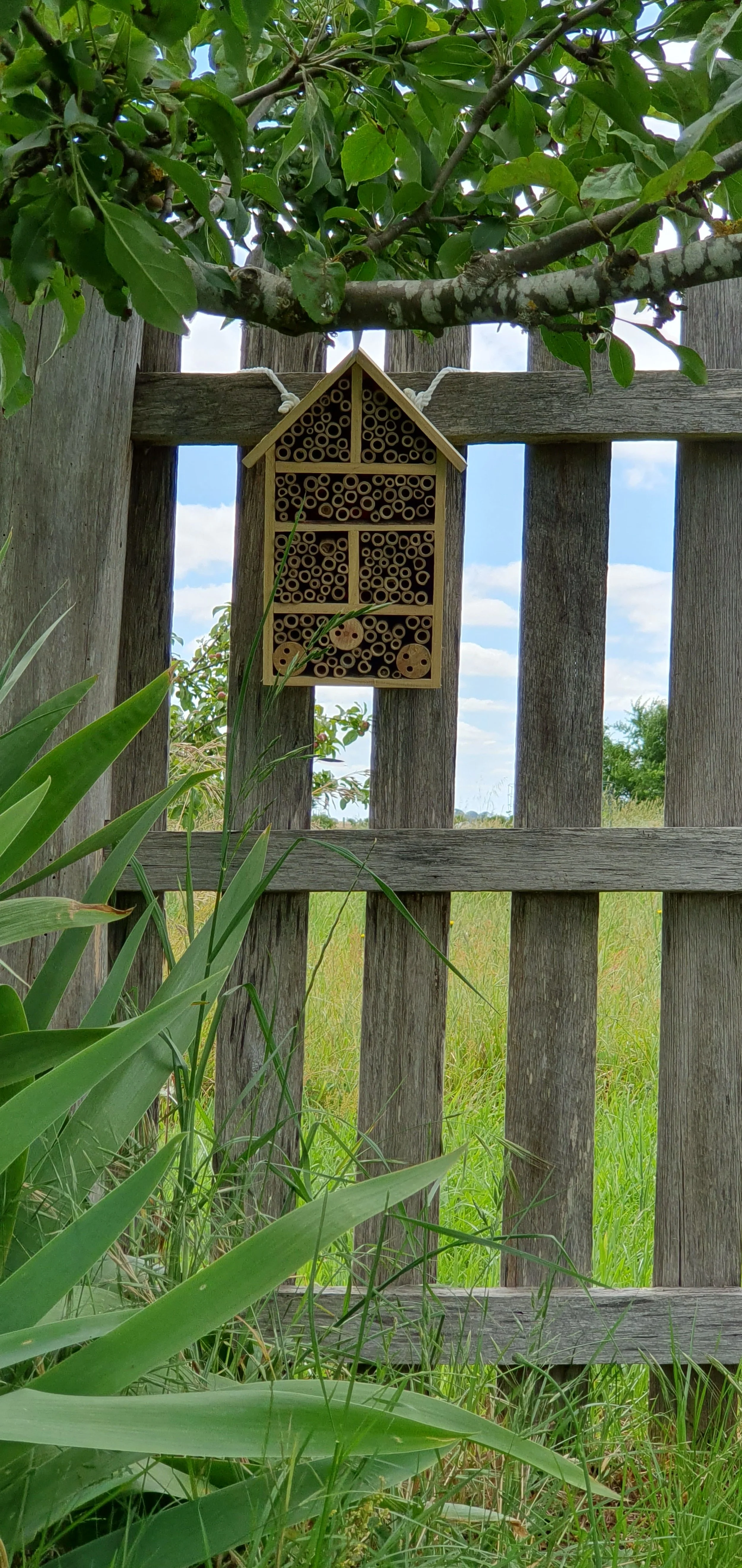 insect invitations 2025.jpg