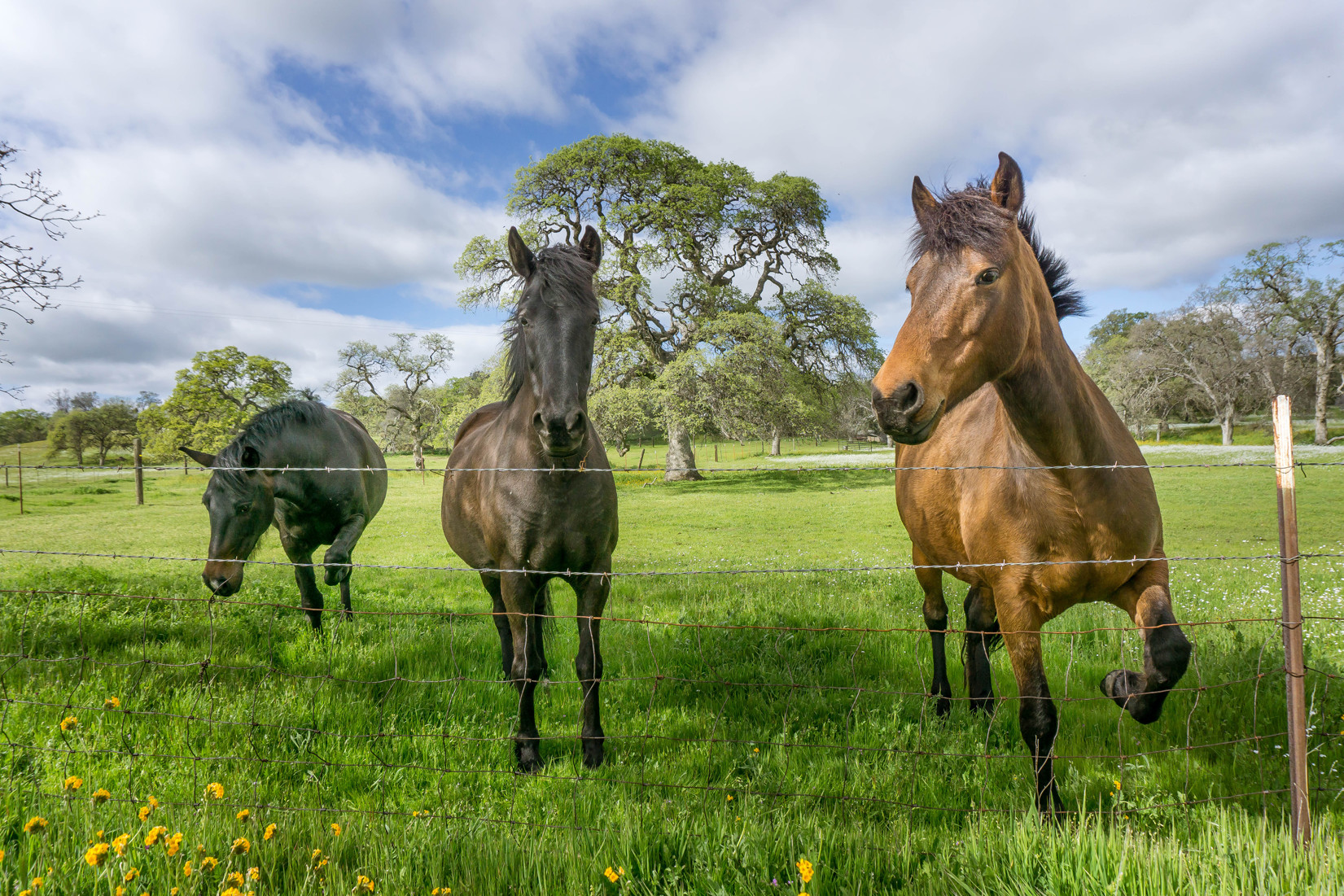 Featured in Visit Yosemite Madera County, Visitor Guide