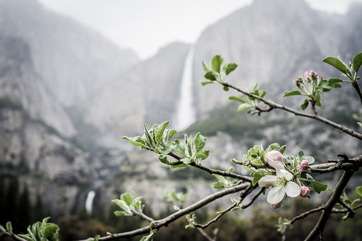 Discover-Yosemite-spring-kim-lawson-HR-03755WEB.jpg