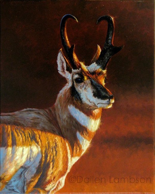 PronghornPortrait(webready).jpg