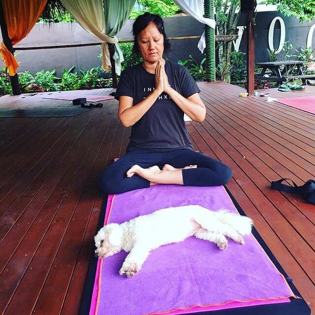 When you have to share your mat during a one-on-one 😂 🐶🤦&zwj;♀️ Today we discovered sooo much space! Working progressively (krama) and accordingly with sukha and sthira (ease and streadiness). To make this possible we have to have acceptance of ou