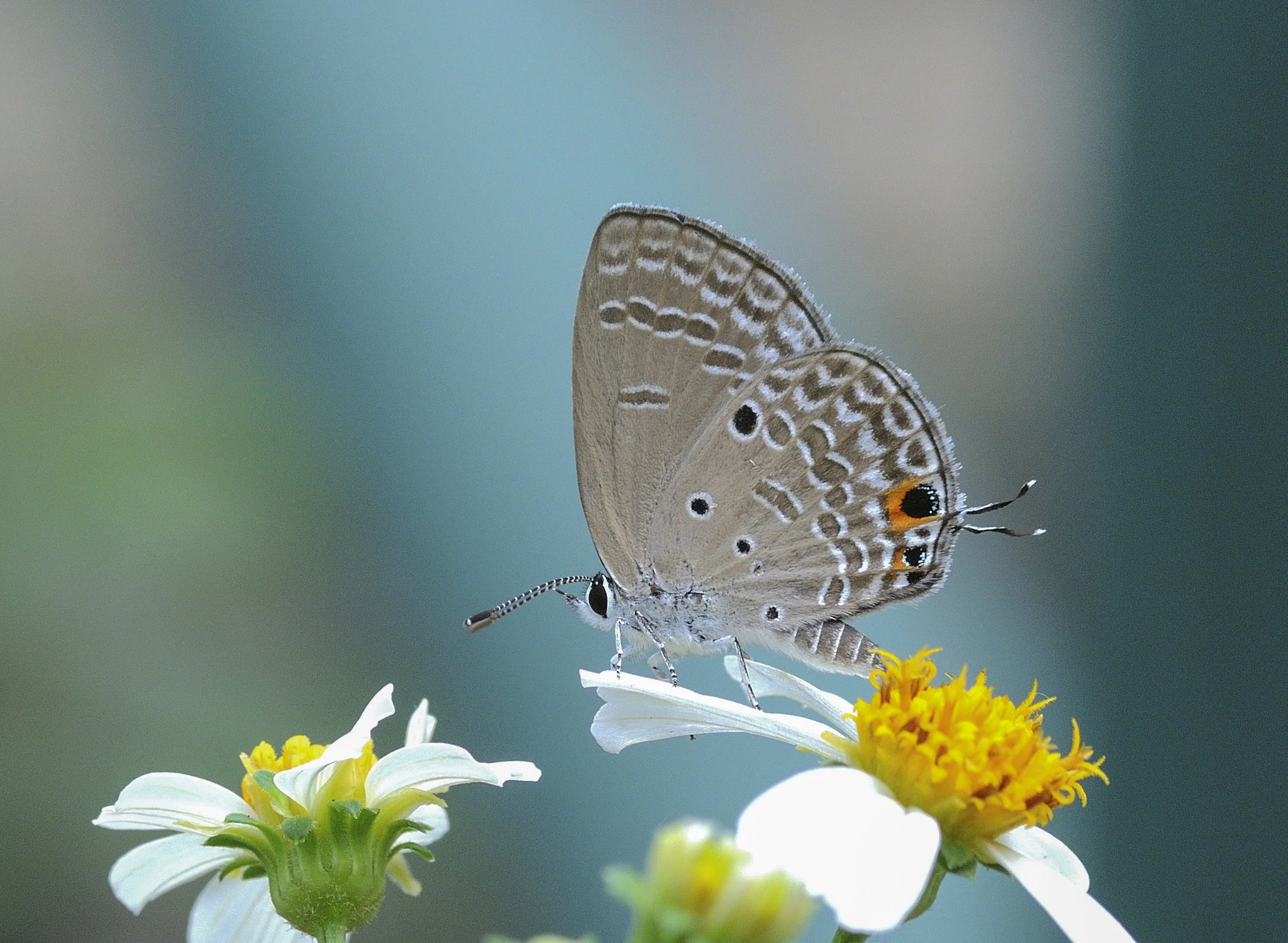 Hong_Kong_Cemetery_butterfly.jpg