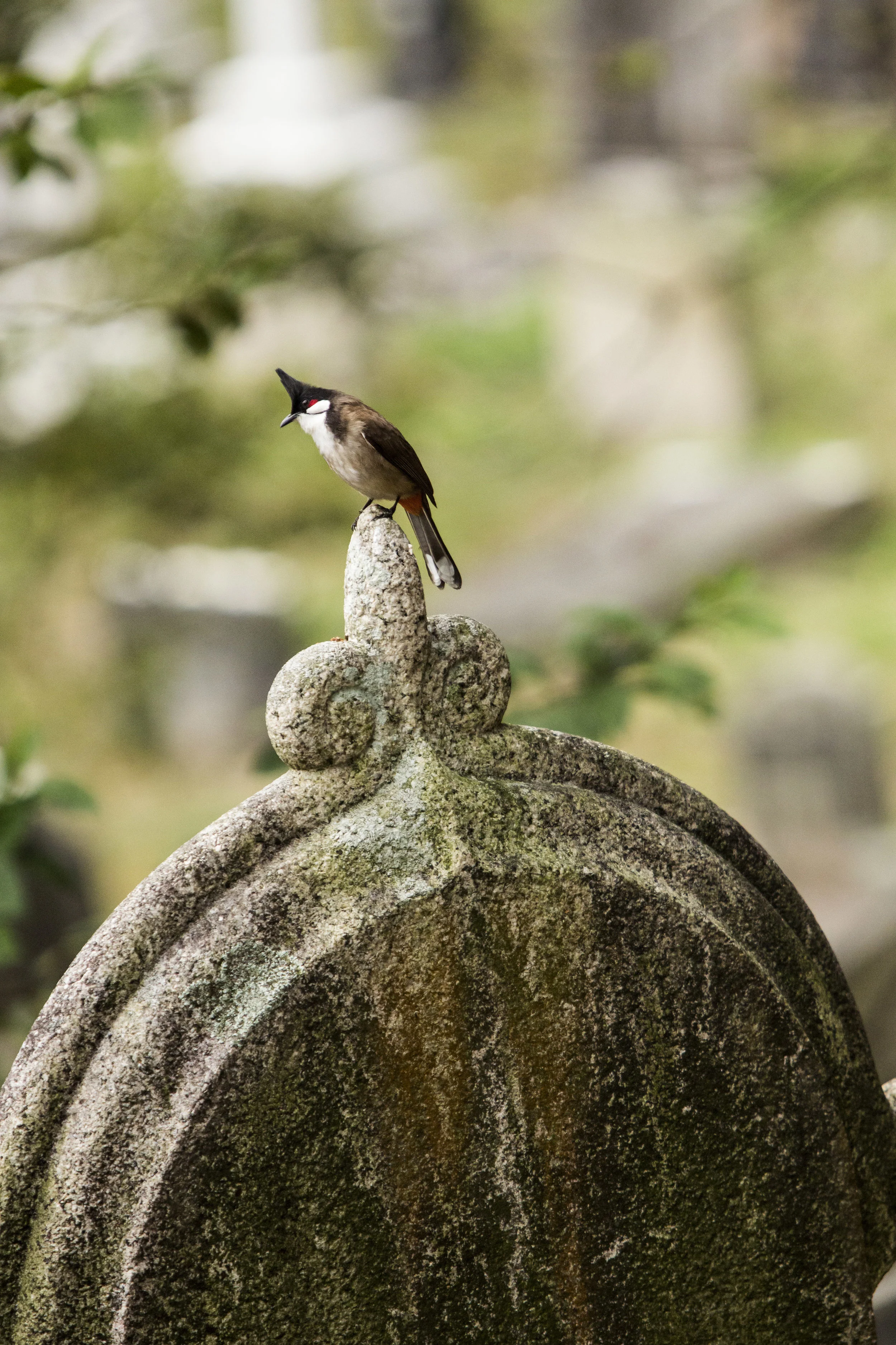 Hong_Kong_Cemetery_wildlife.jpg
