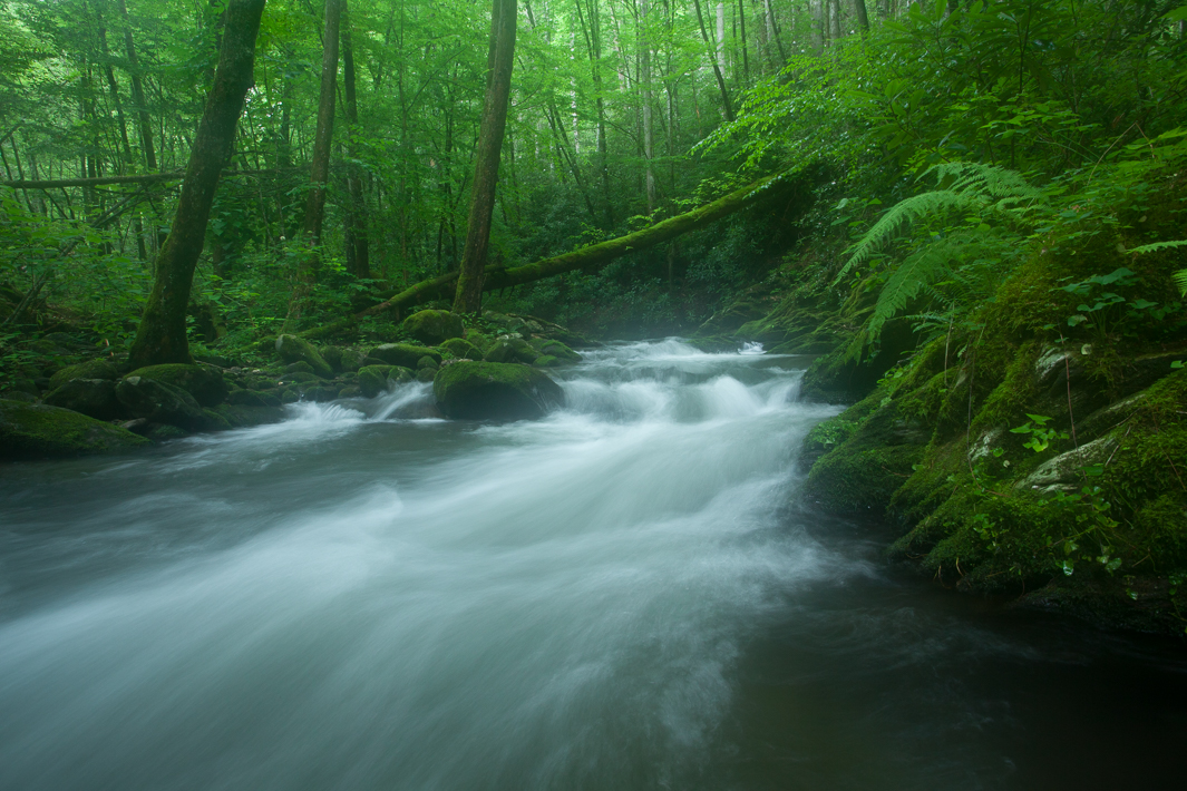 "Dream Stream"