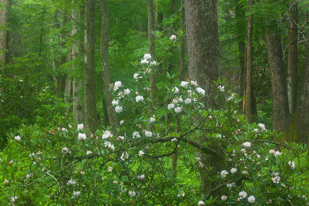 "Elven Cotton"