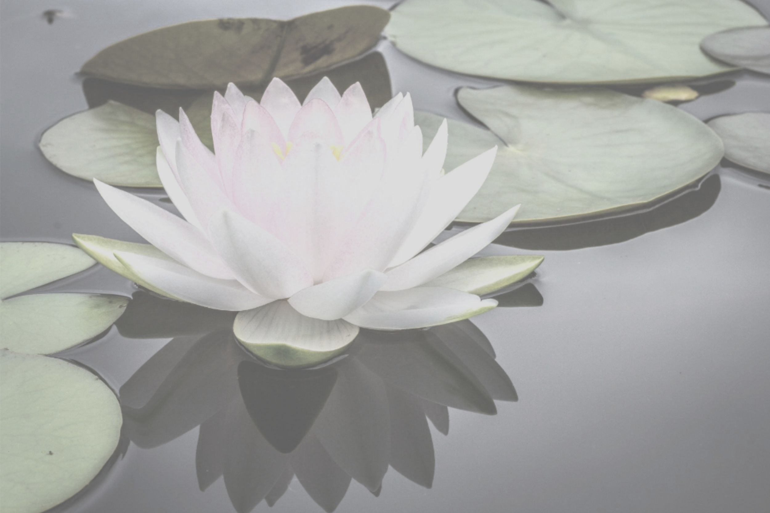 lotus.png