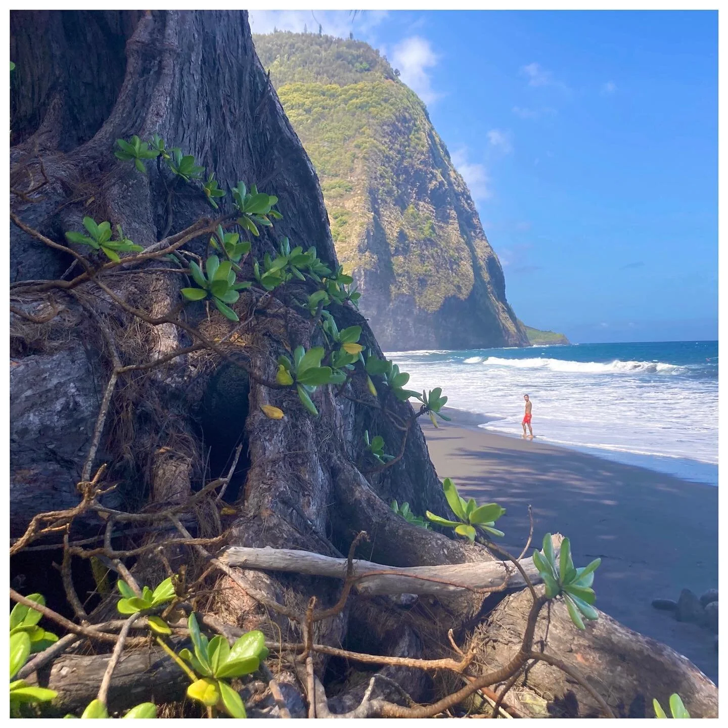 There is no way to happiness -- happiness is the way

-- Thich Nhat Hanh 
&bull;
&bull;
&bull;
&bull;
&bull;
#bigisland #hawaiilife #kohala #waipio #waipiovalley #volcano #ocean  #blacksand #sunshine #naupaka #ironwood #surf #waves #cliffs #pali #gra