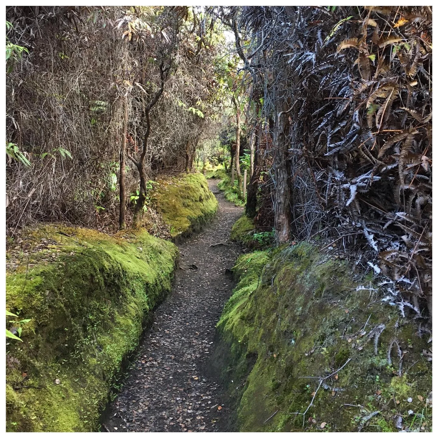 My favorite part of this trail is running through the green tunnels
&bull;
&bull;
&bull;
&bull;
&bull;
#bigisland #hawaiilife #kilauea #volcano #run #runner #runningmotivation #rainforest #mountain #steam #sulfur #steamingbluffs #sky #sunrise #harmon