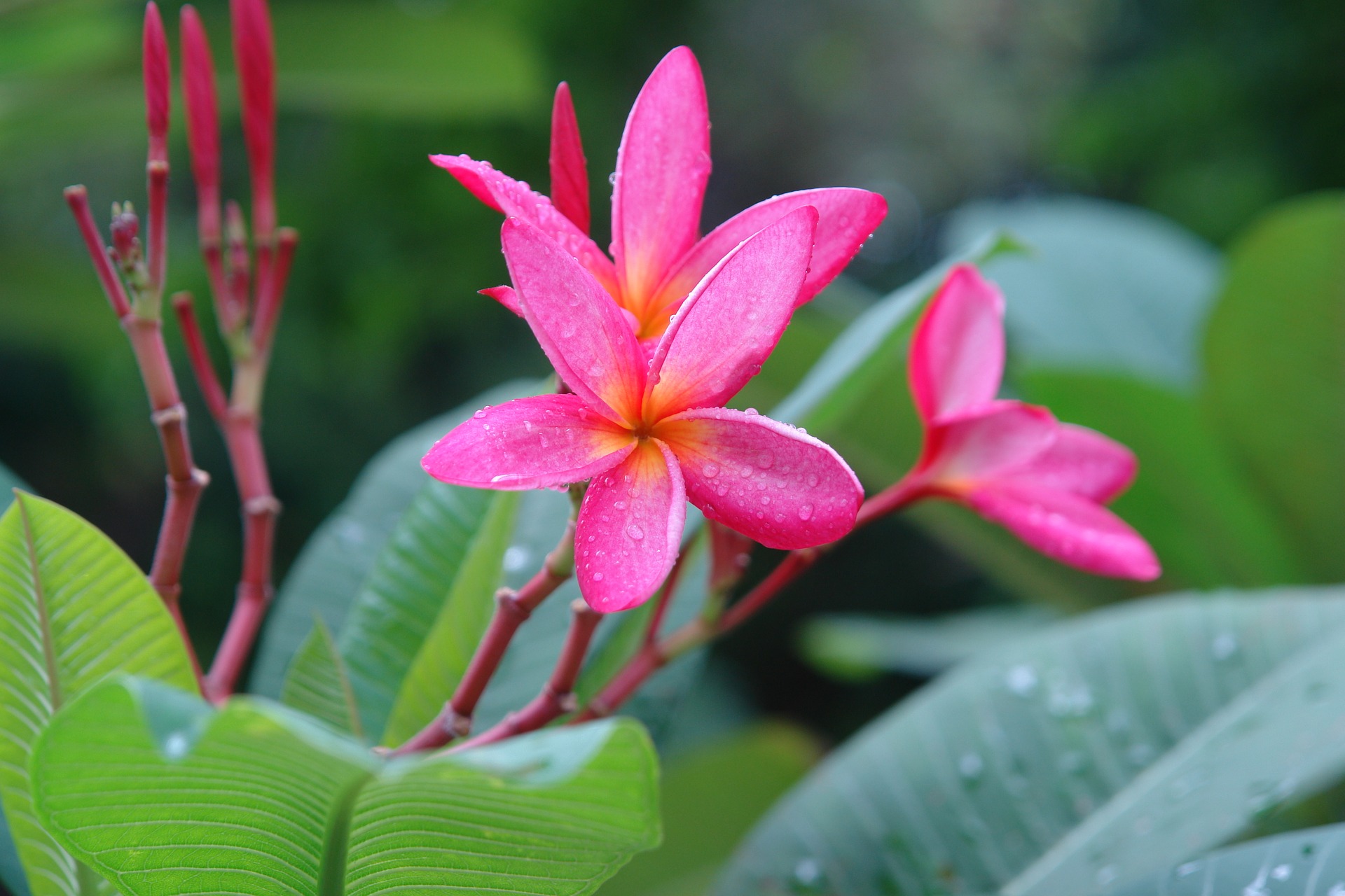 plumeria-1726111_1920.jpg