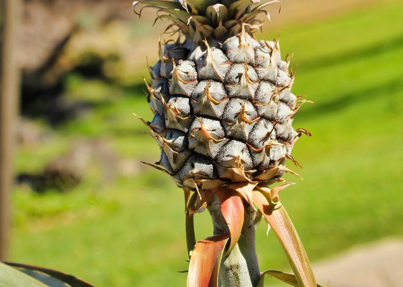 pineapple-3126182_1920.jpg