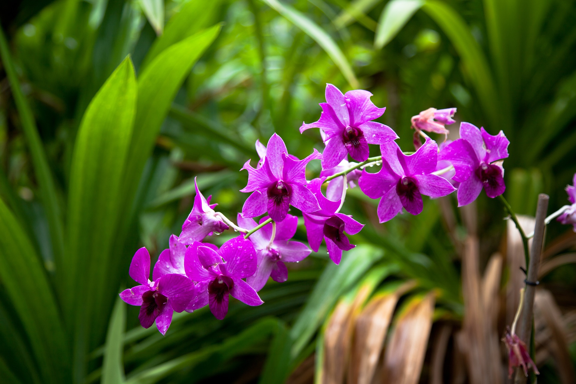 flower-1945229_1920.jpg
