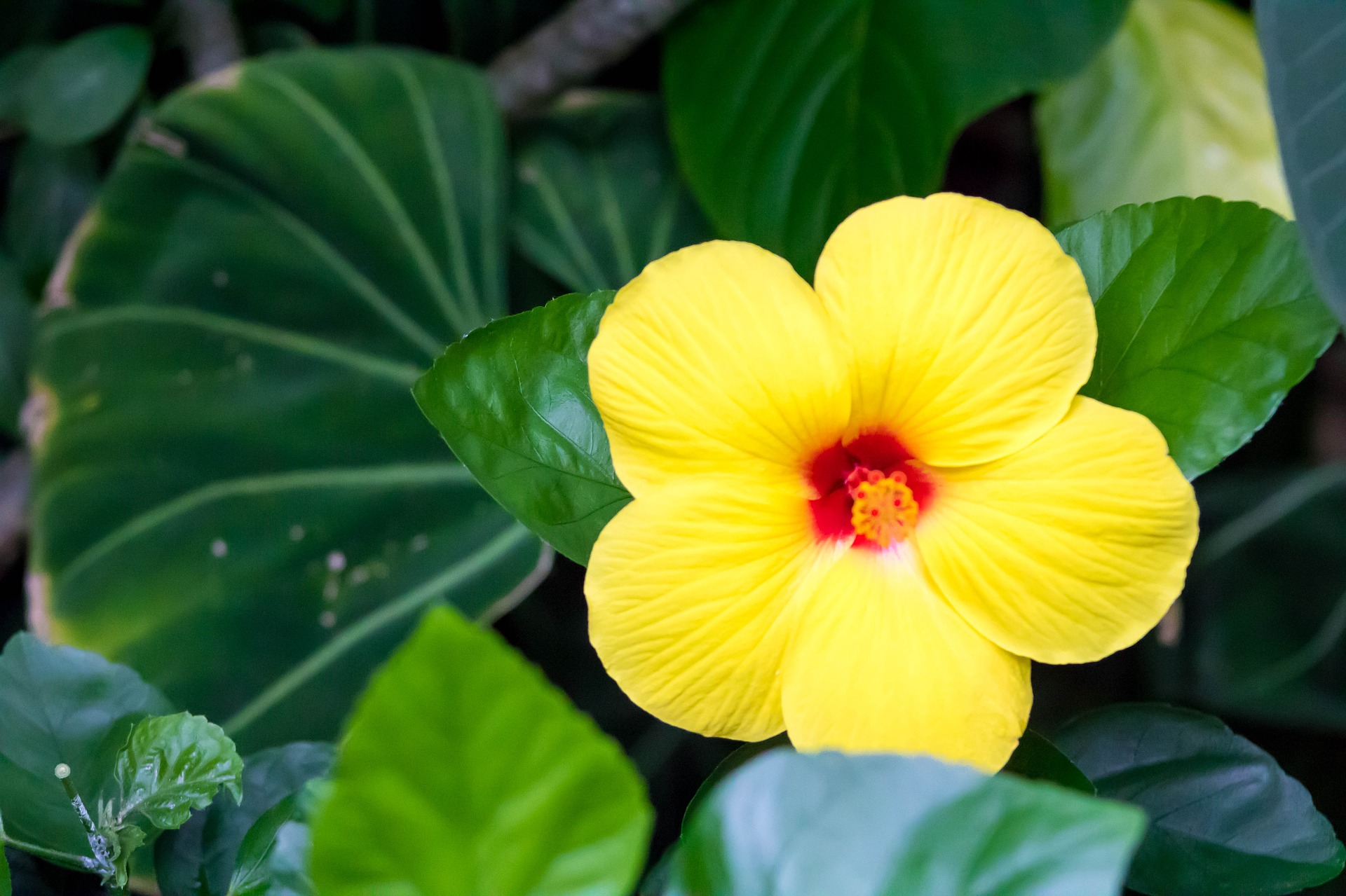 flower-2903570_1920.jpg