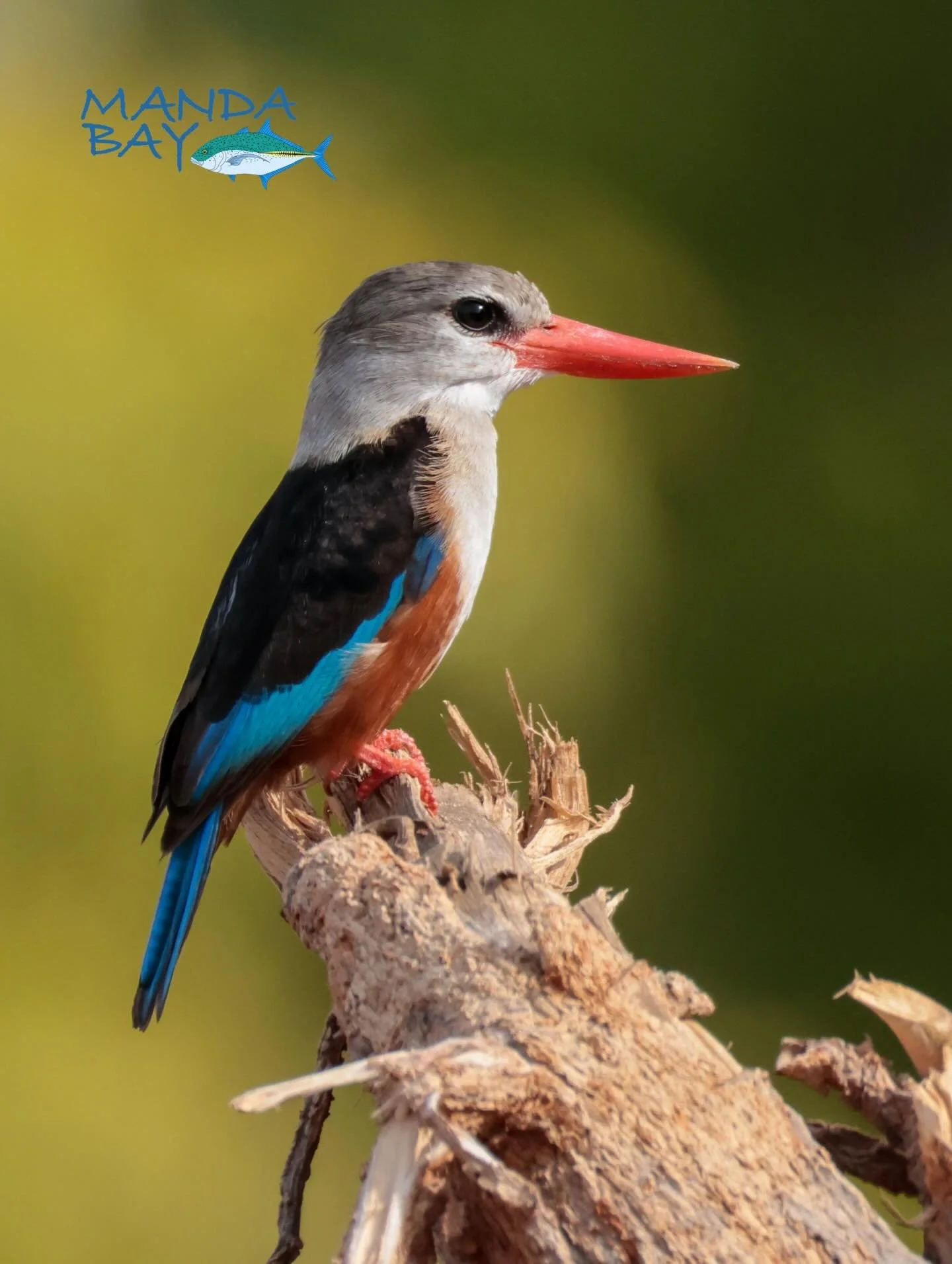 A stunning shot of a Greg Headed Kingfisher taken by @jonnyccotton 

#mandabaymoments