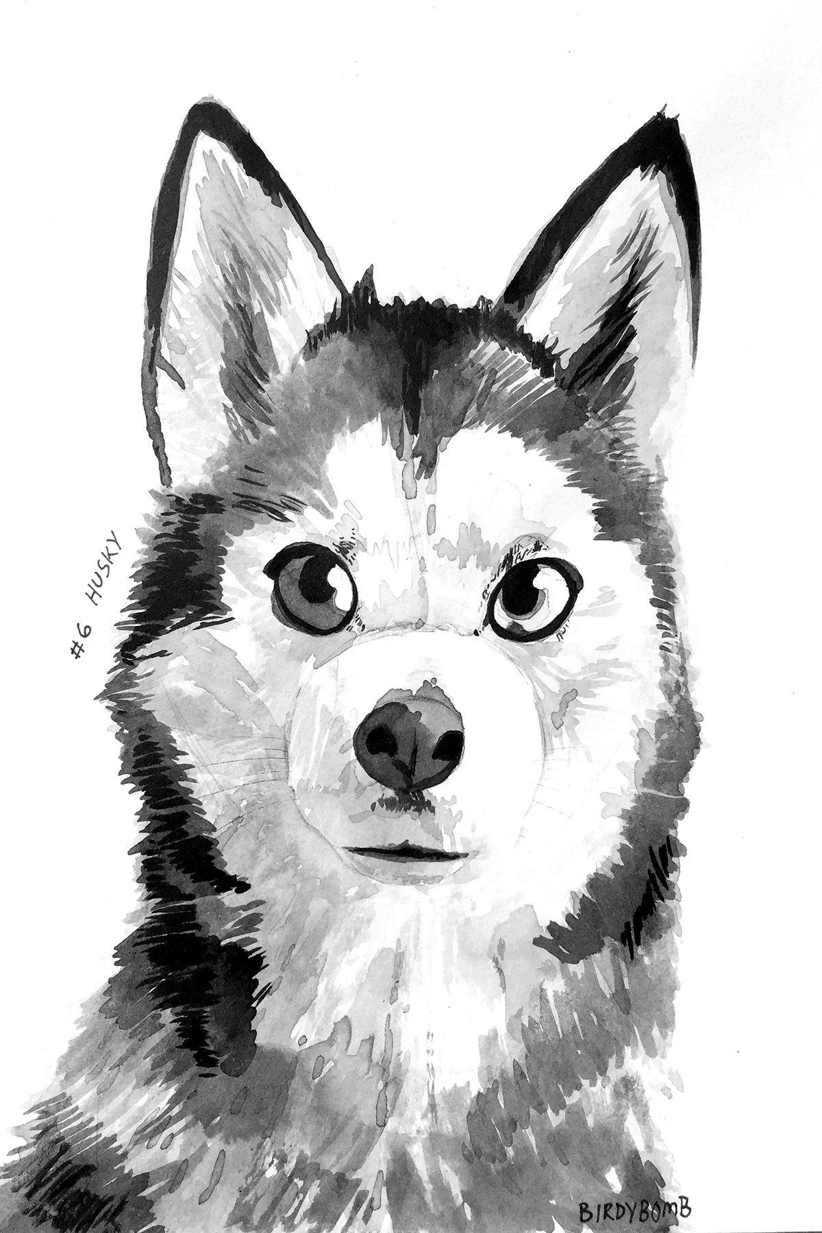 Day 6 Husky Q6.jpg