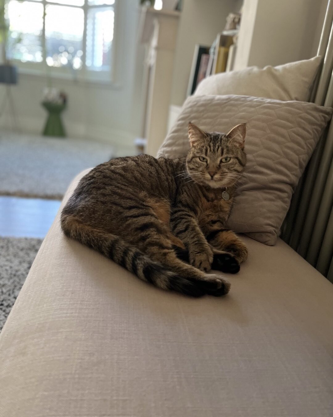 When your cat matches yours interiors 

#catsofinstagram #shimla #tooting #tootingbec #tootingbroadway