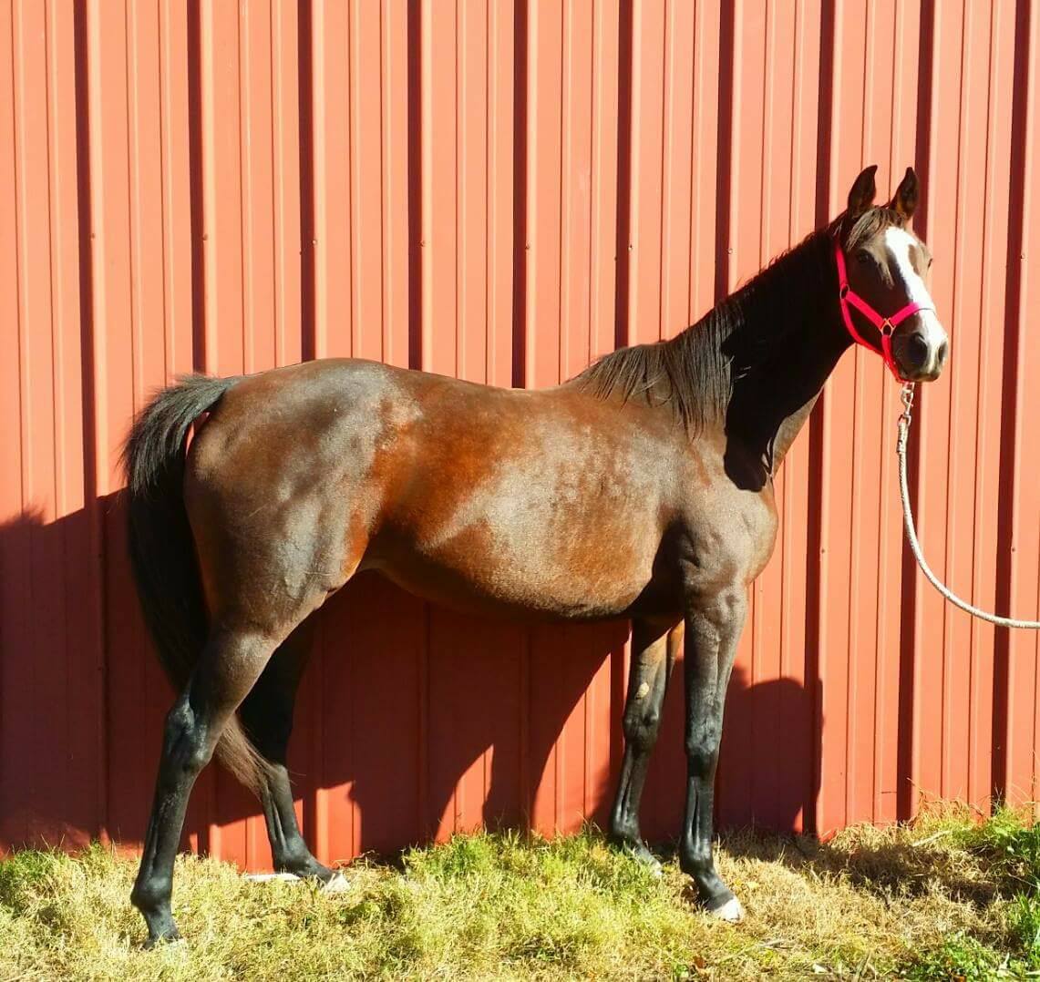 "prosperous winter" aka "penny" 15 yr old tb mare
