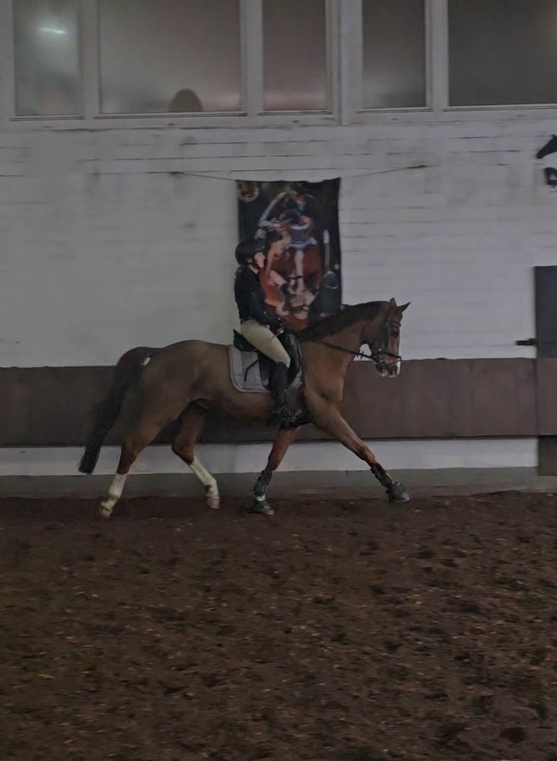 dressage training in germany
