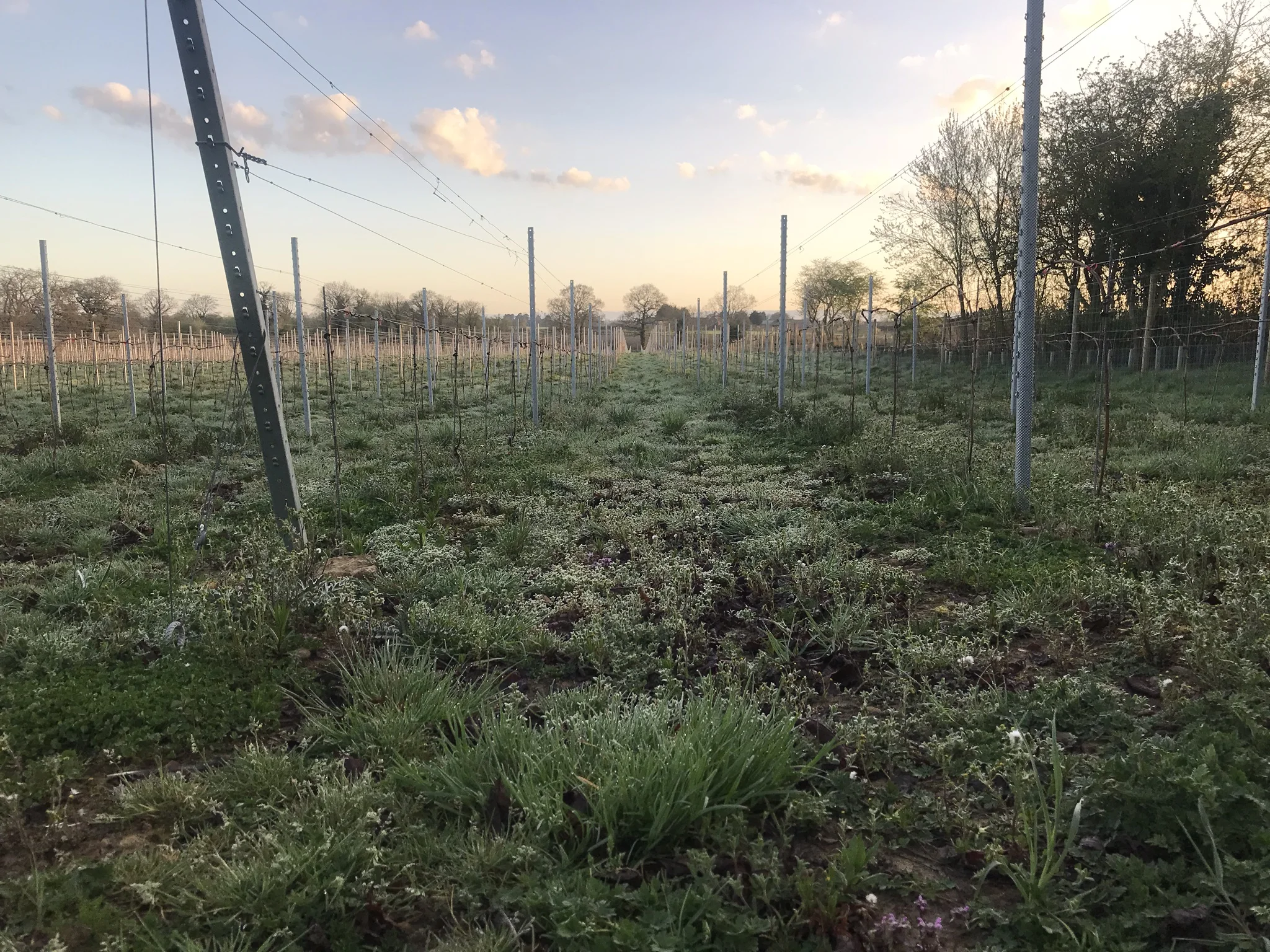 In the vineyard this Spring