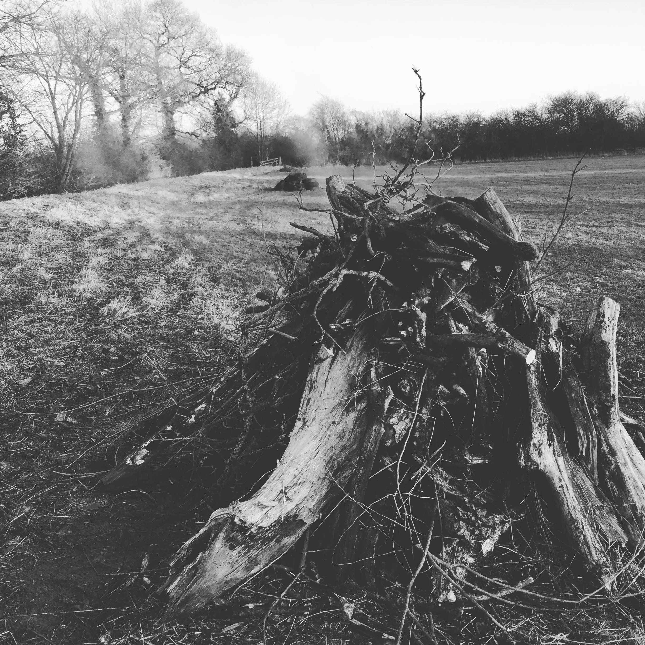 Clearing the site