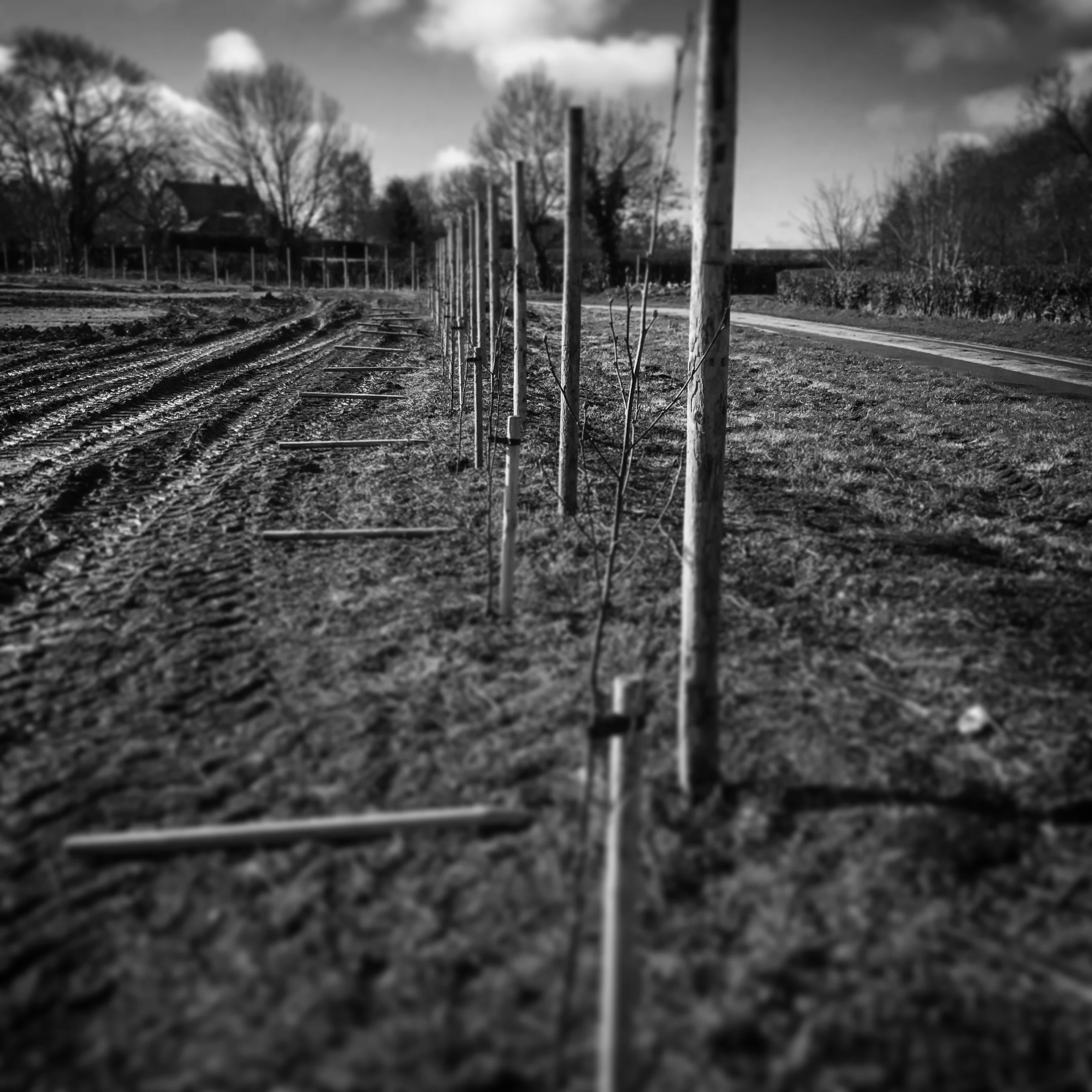Erecting fences and planting trees