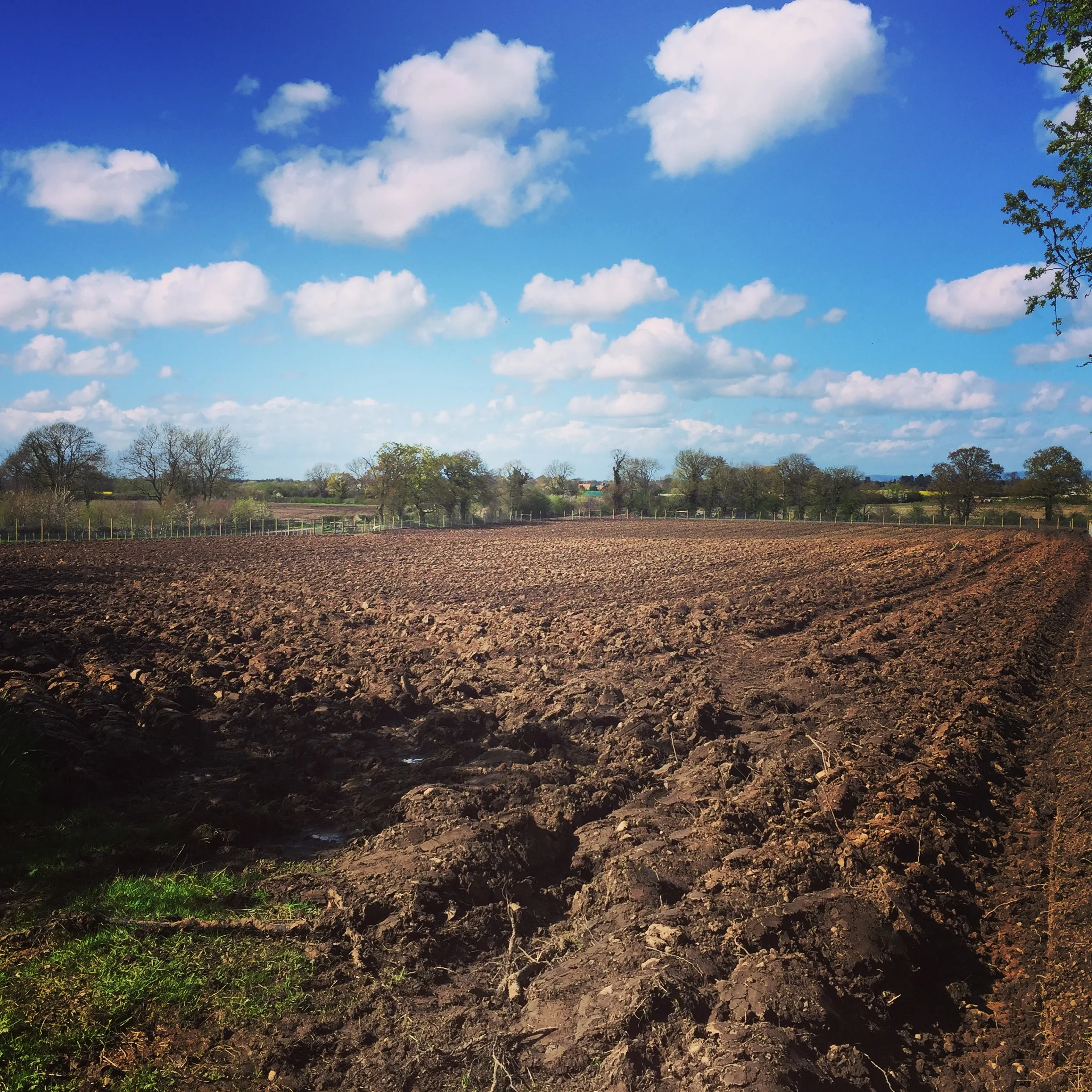 Getting the site ready for planting