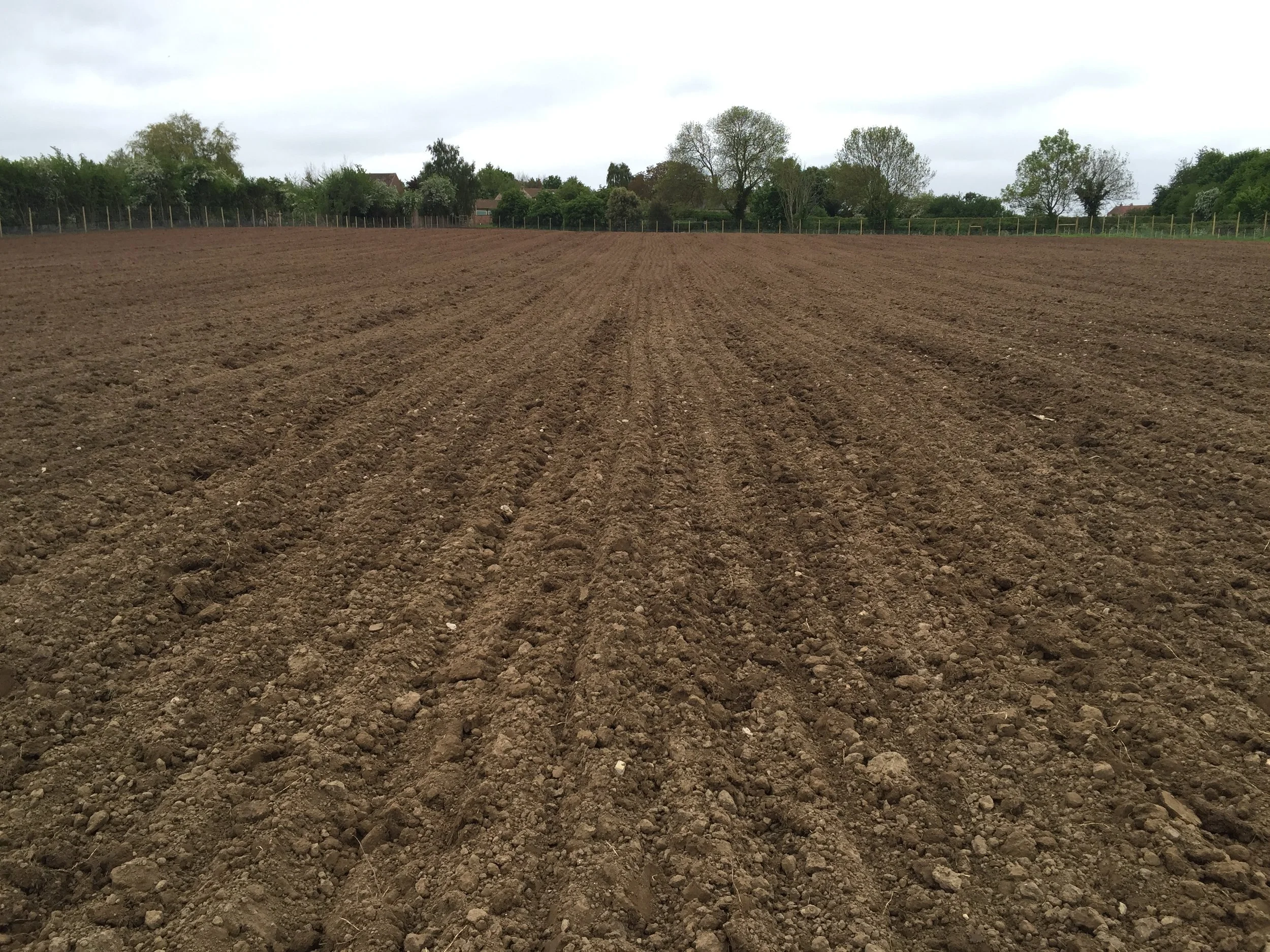 Ready for planting