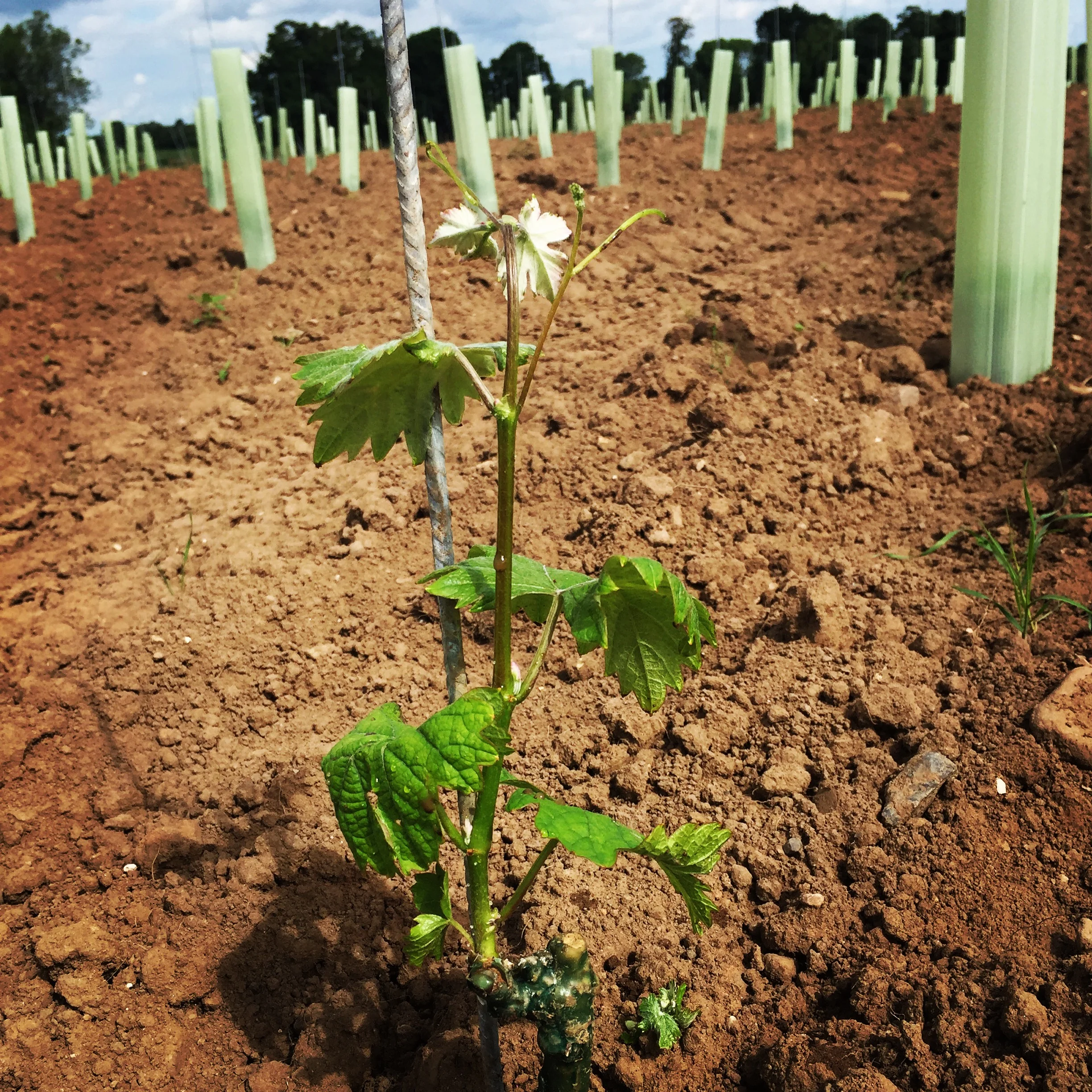 Our first Summer at Dunesforde