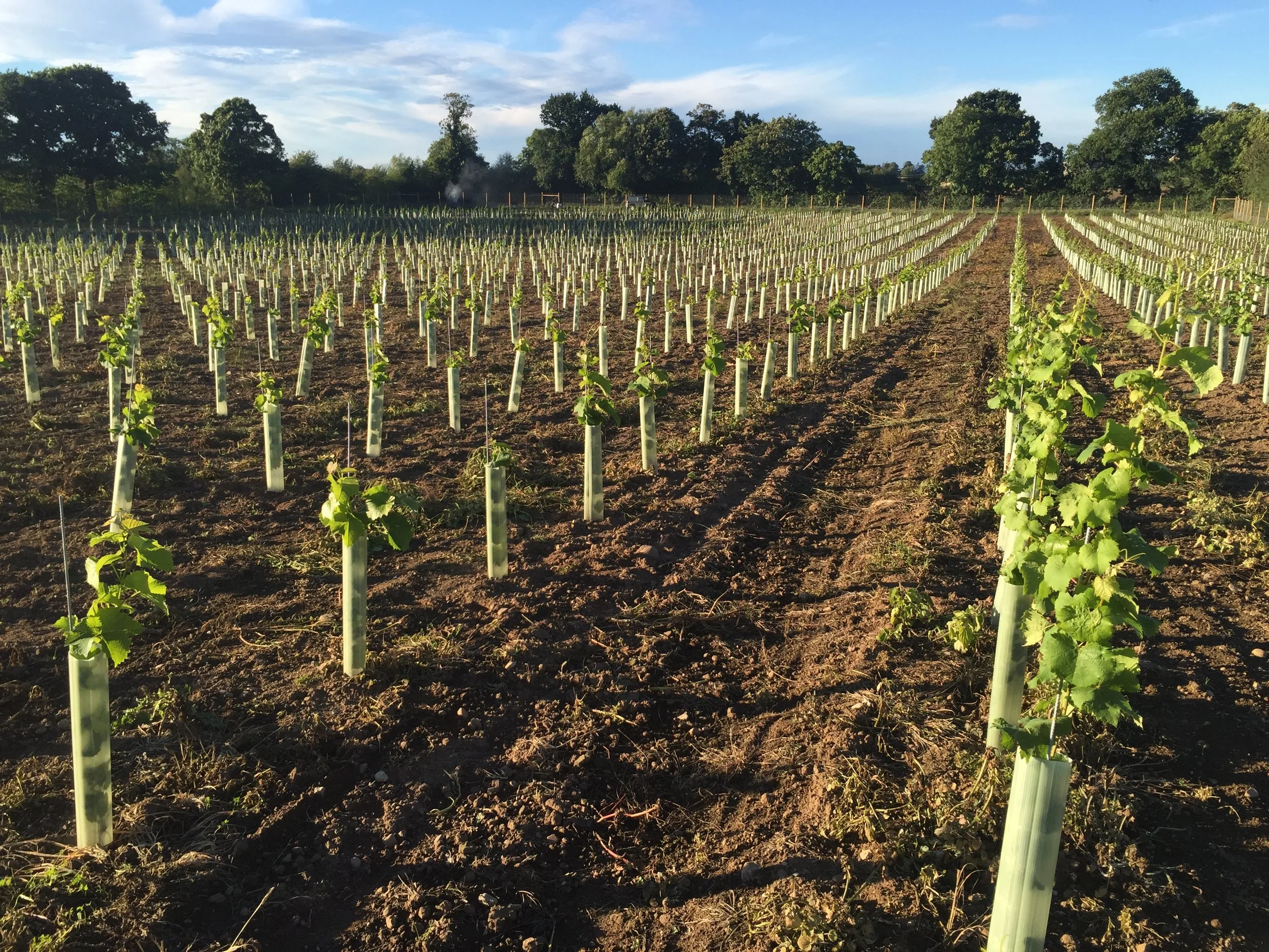 Vineyard update