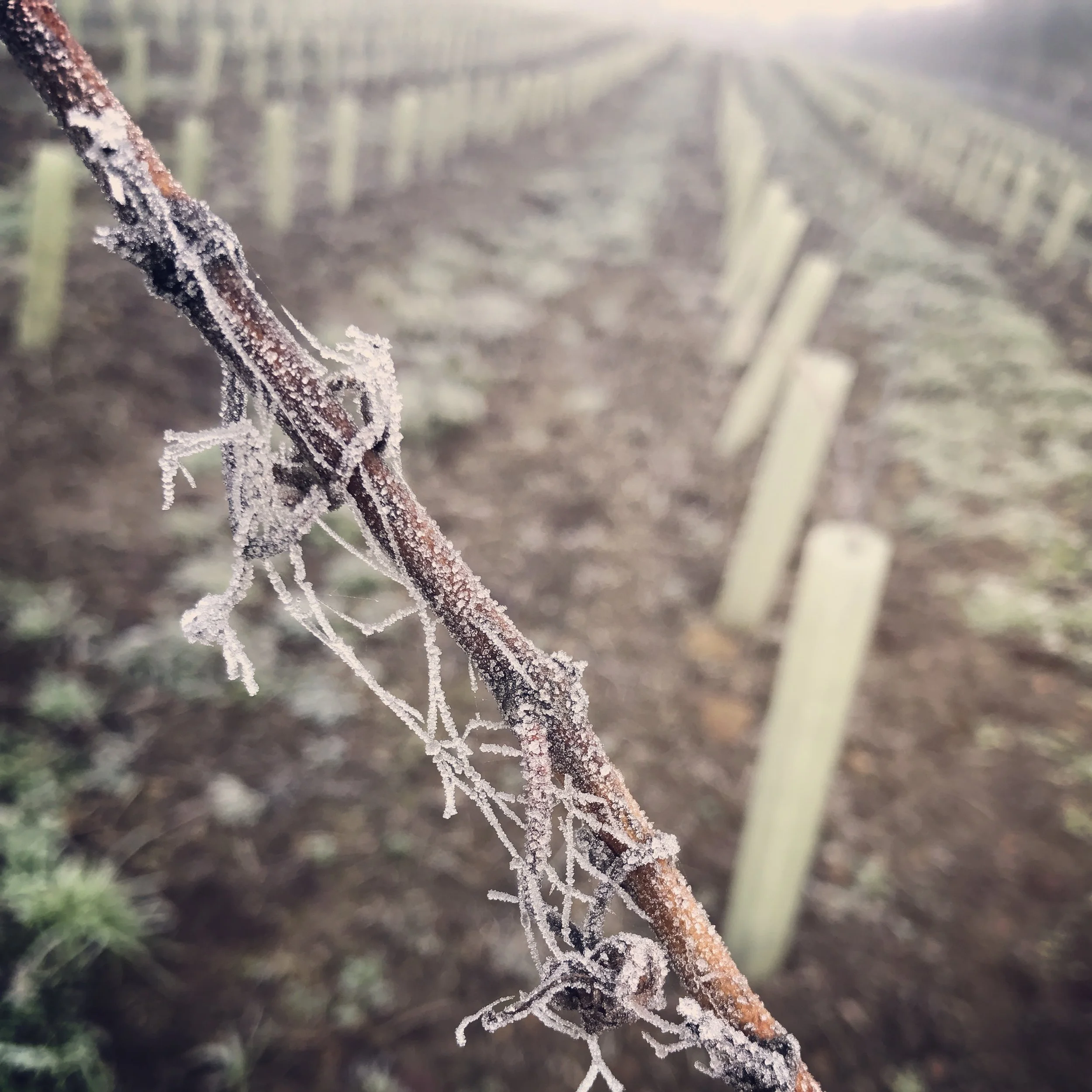 Winter in the vineyard