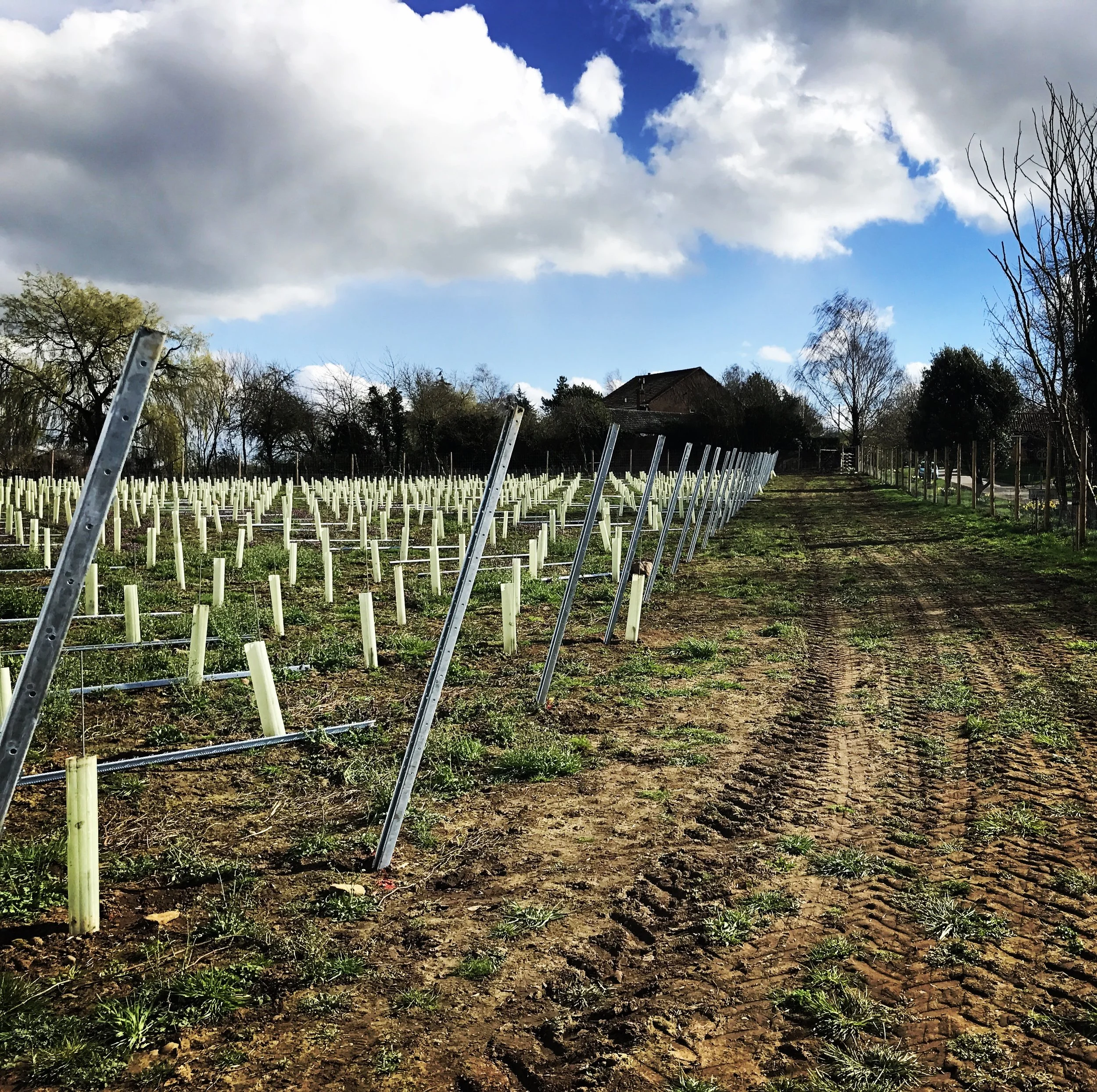 Installing the trellising 