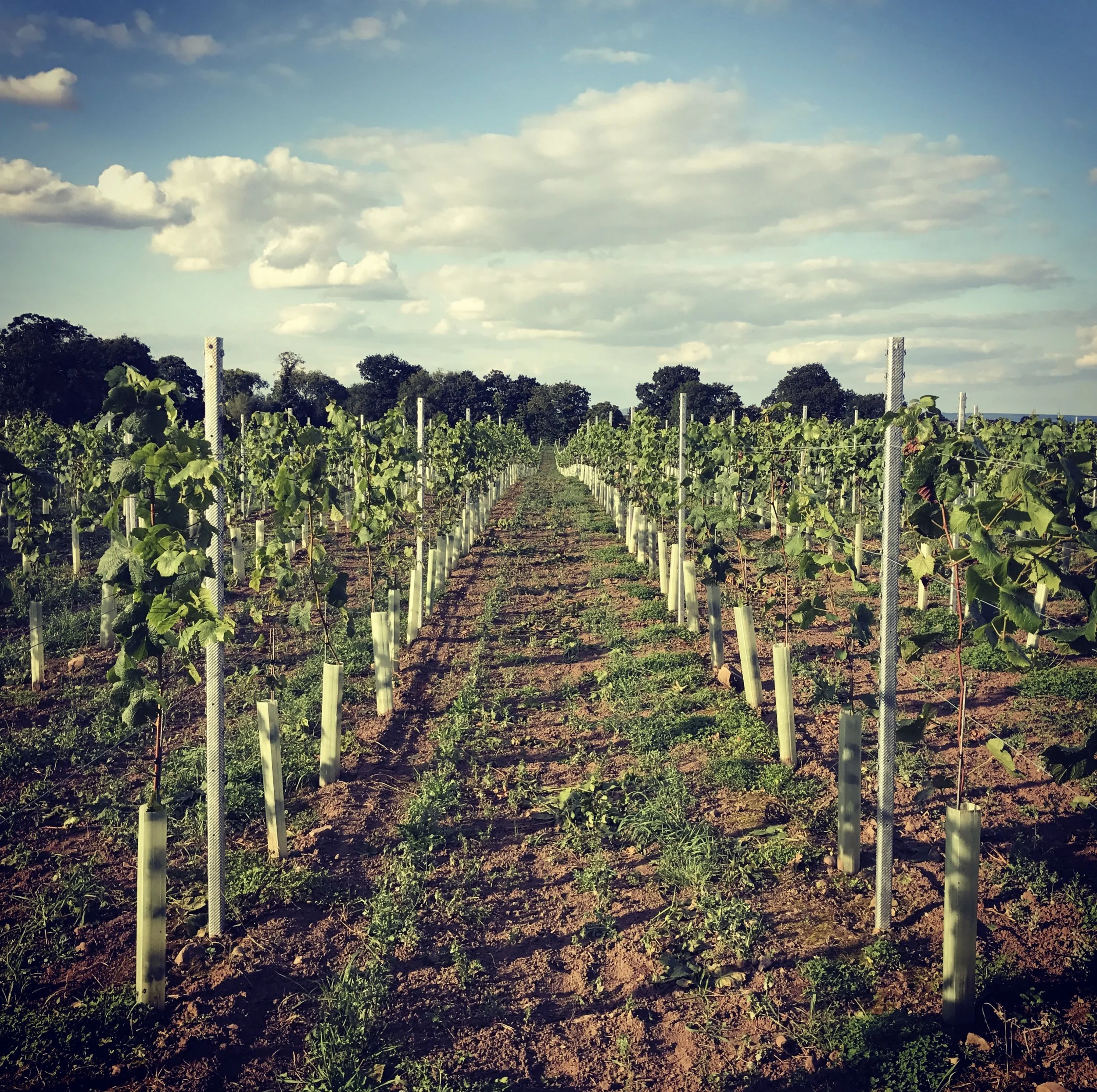 The vineyard in Summer