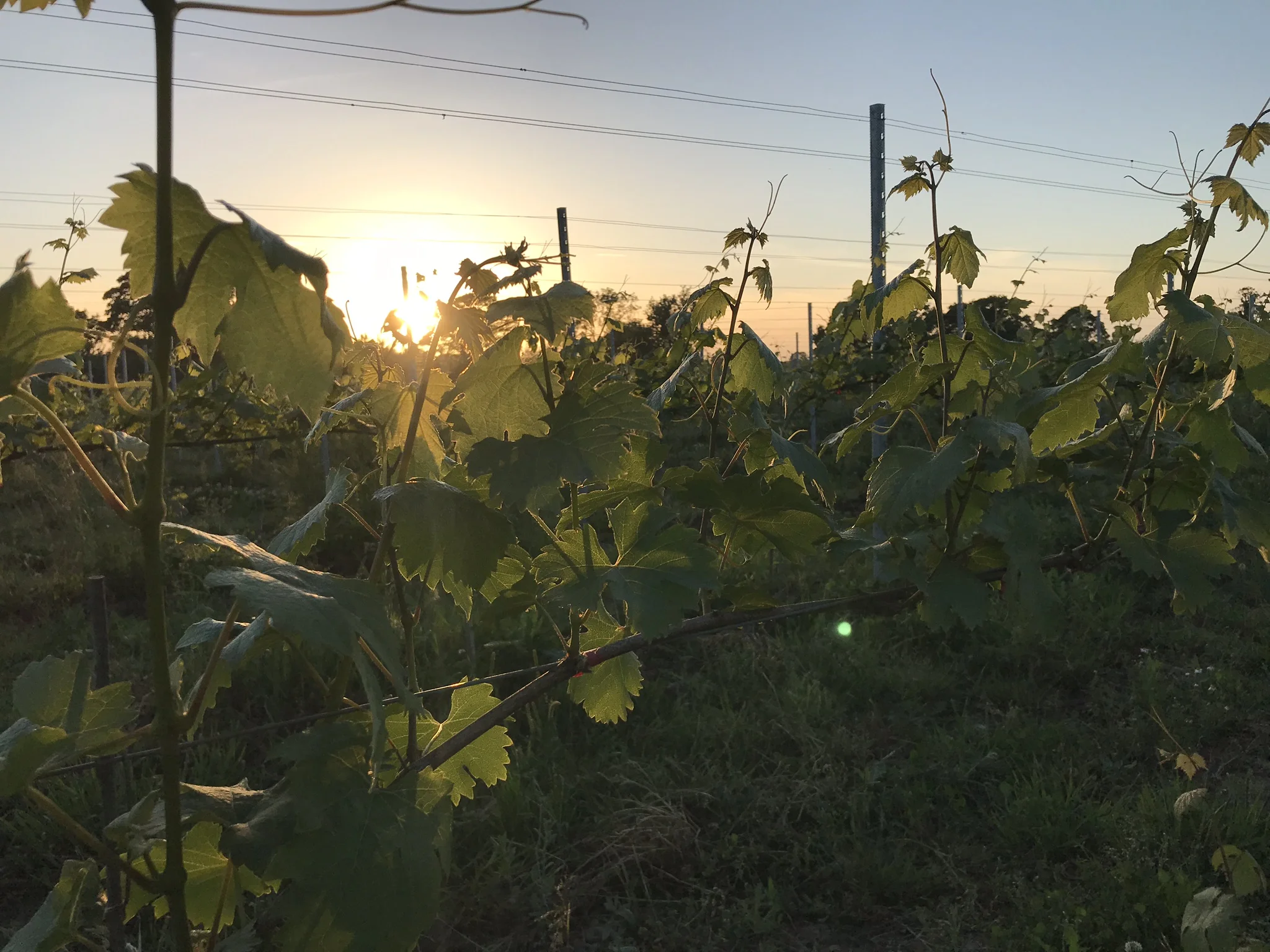 Rapid growth in the vineyard