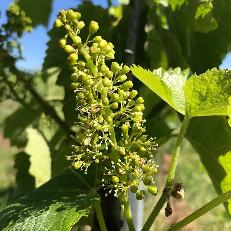 A great start to Summer