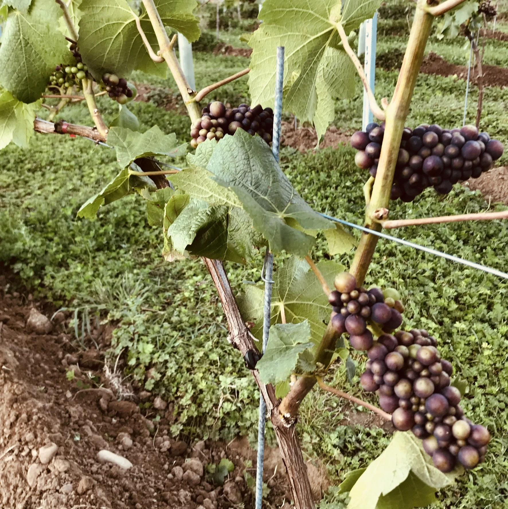 Veraison
