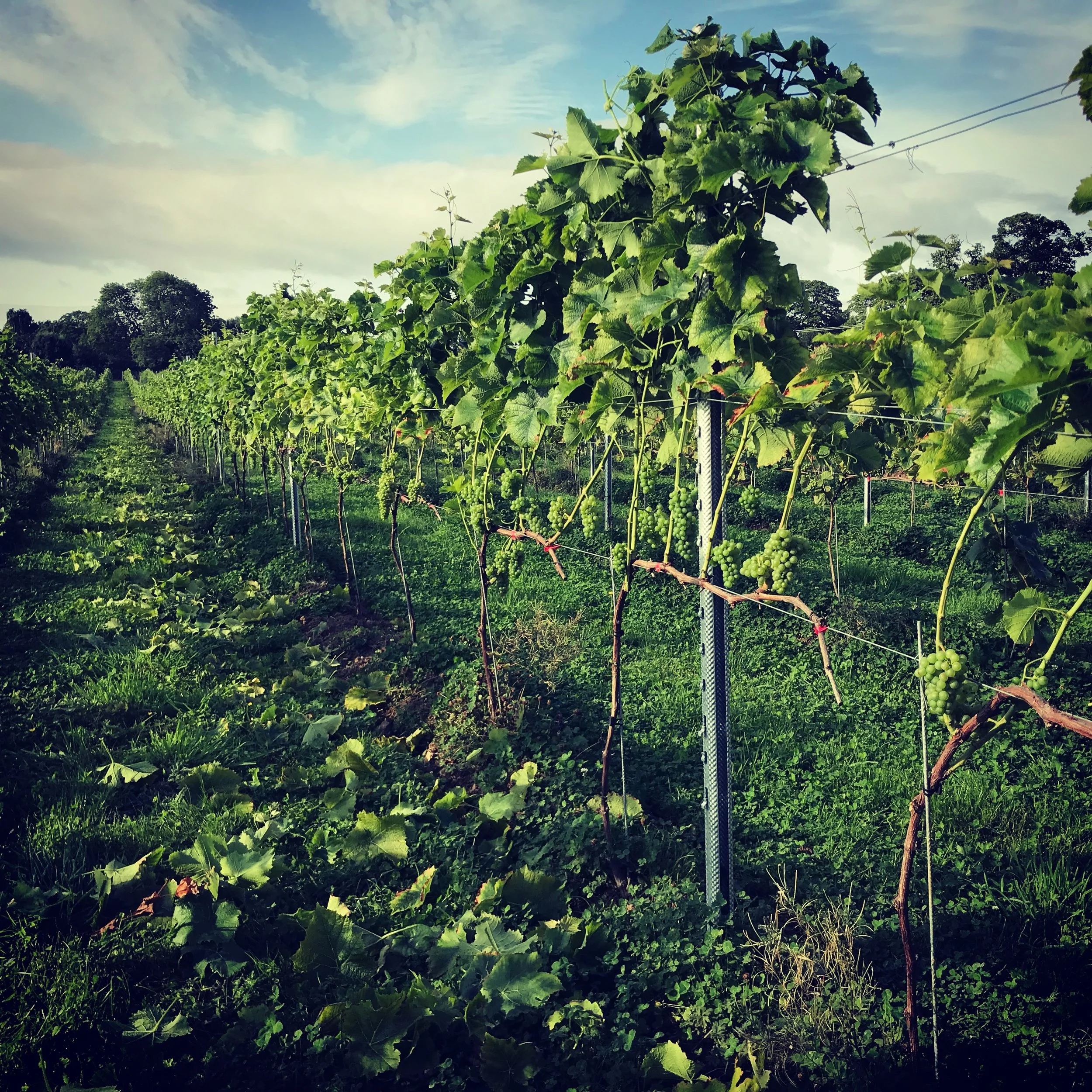 Last few weeks before harvest