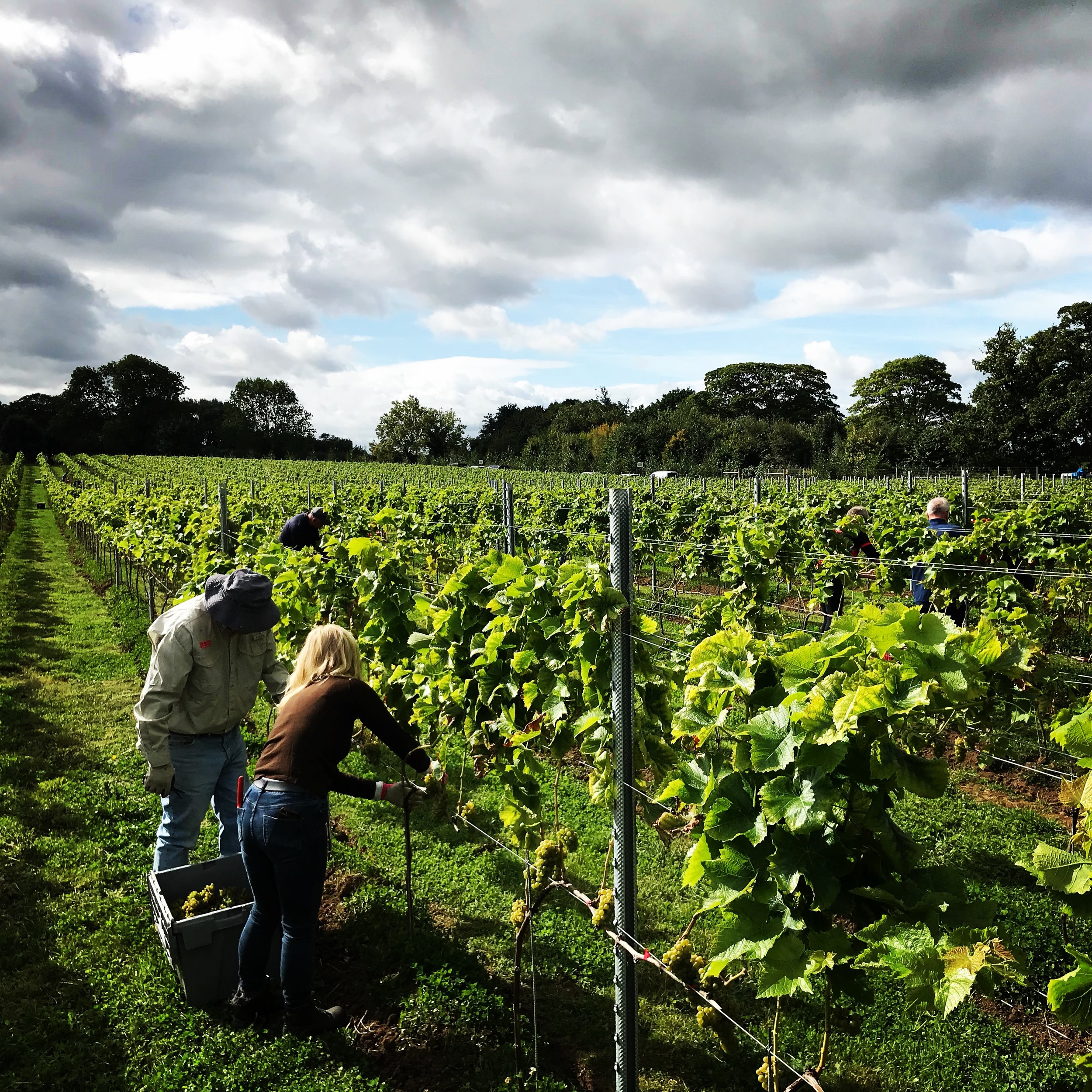 First day of harvest