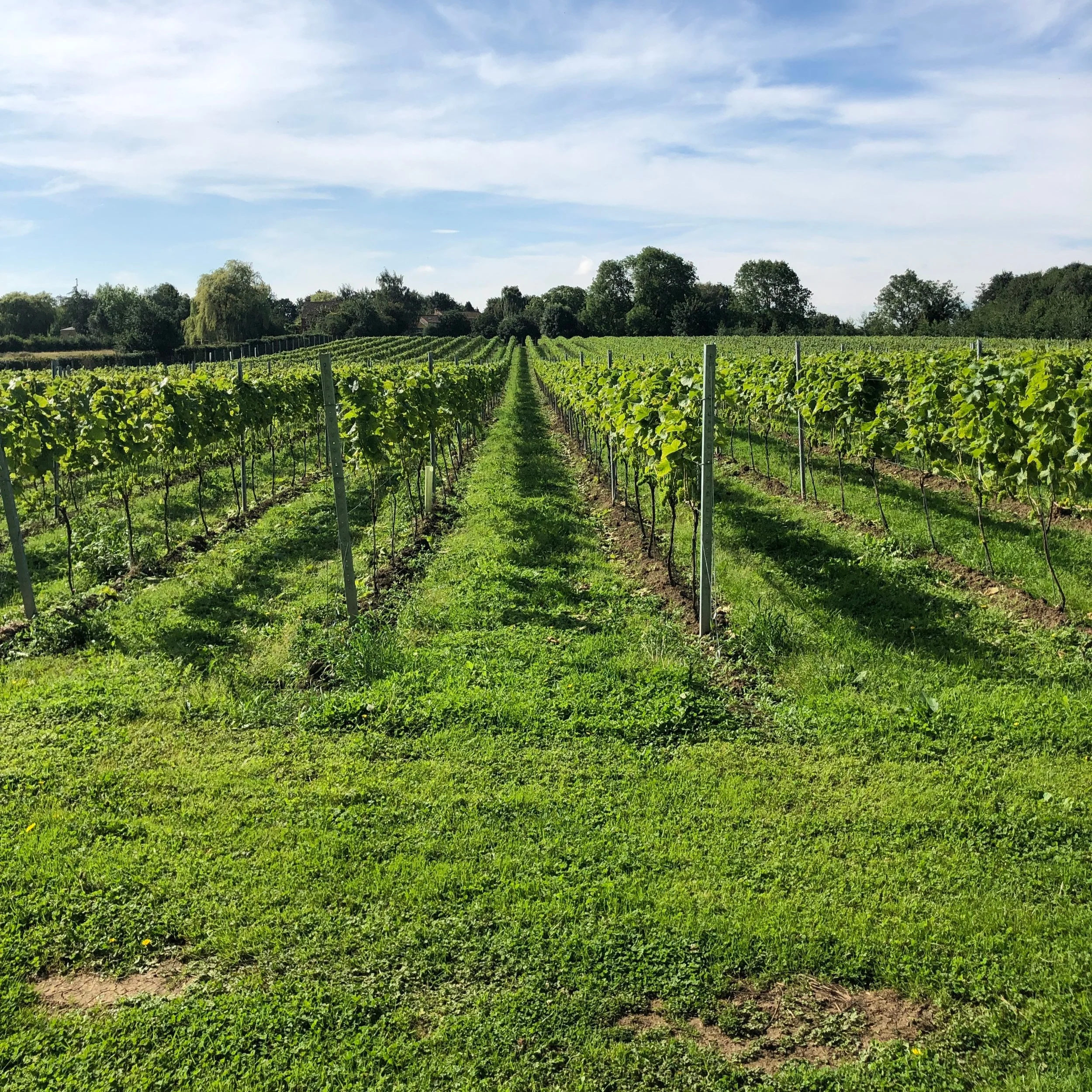 A challenging Summer