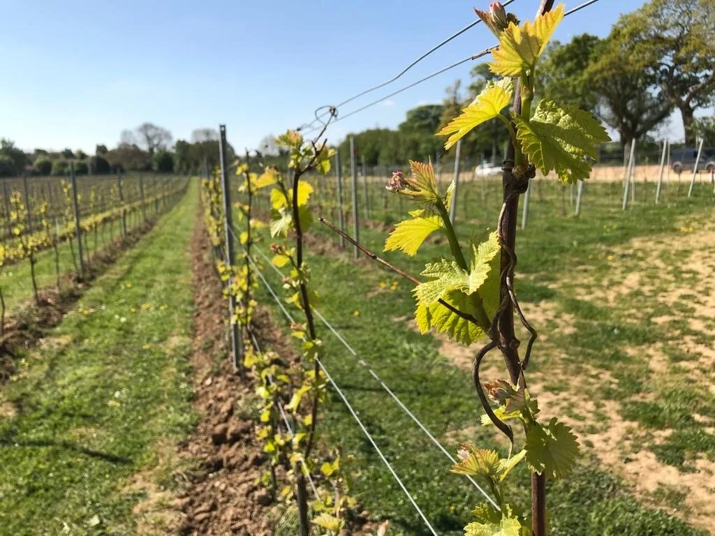 The challenges of producing English wine