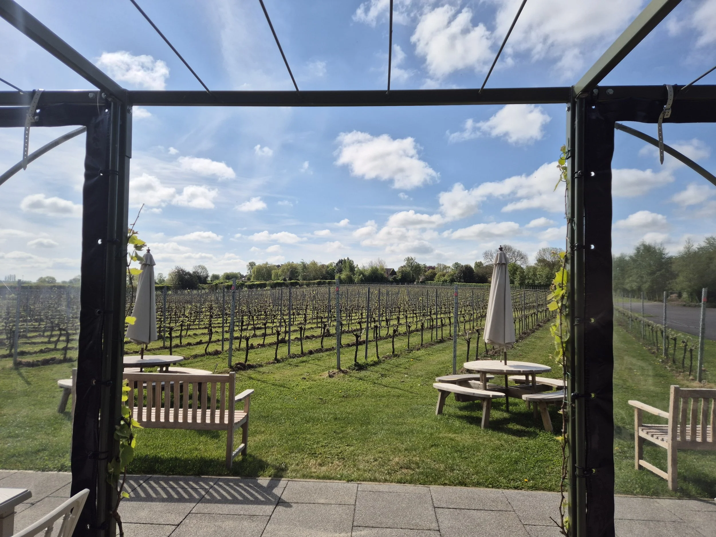 News from the Vineyard