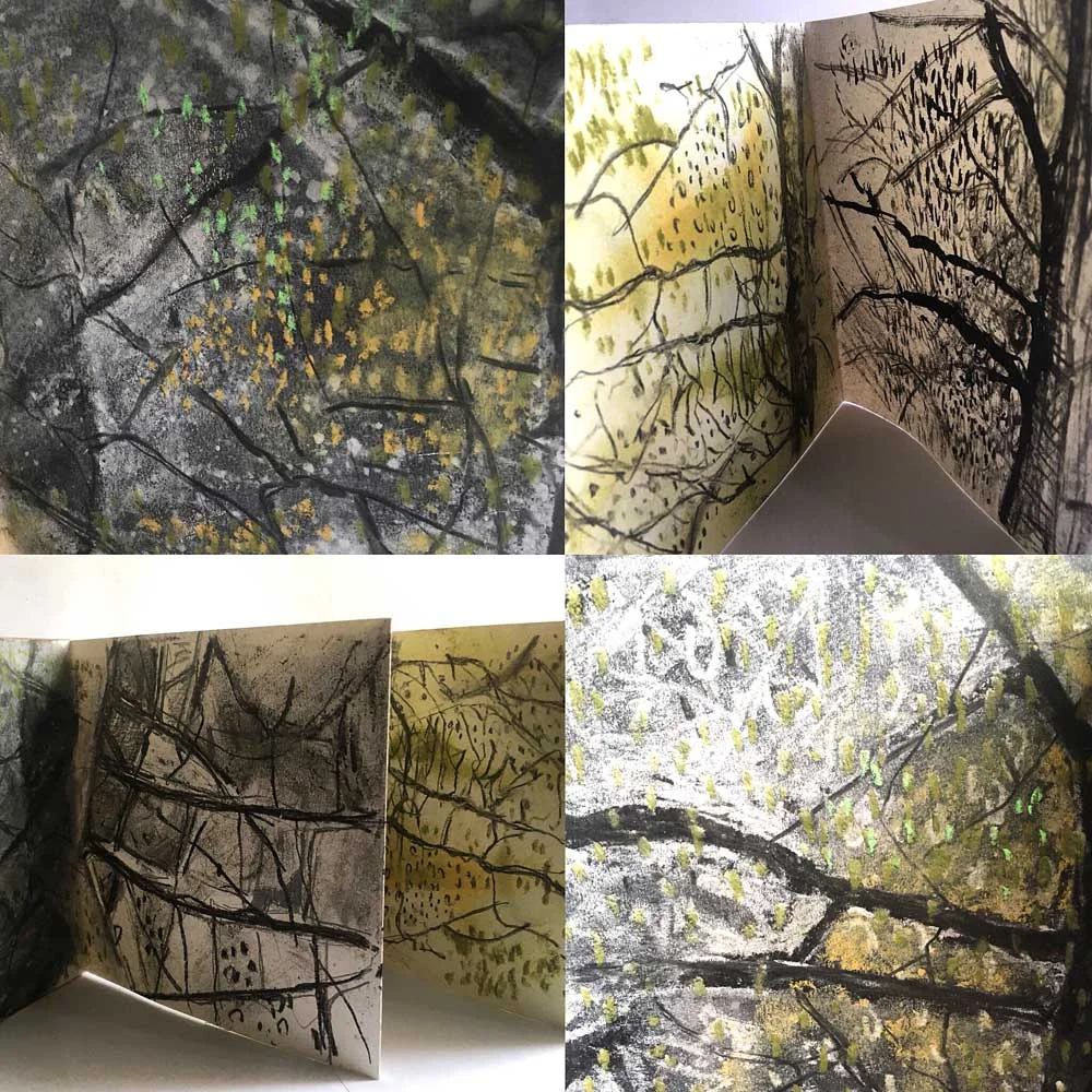Silver Birch Studies