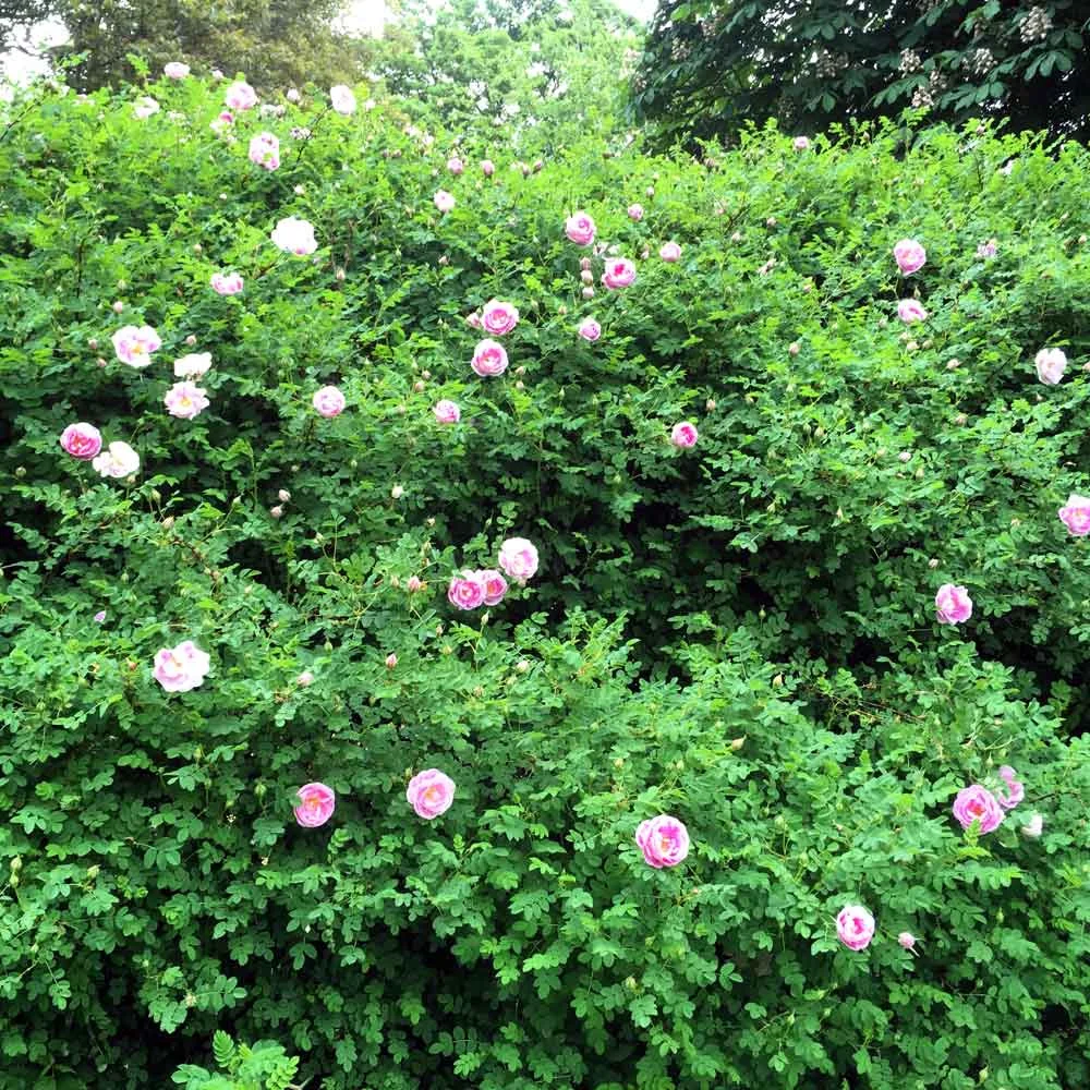 Those Rambling Roses