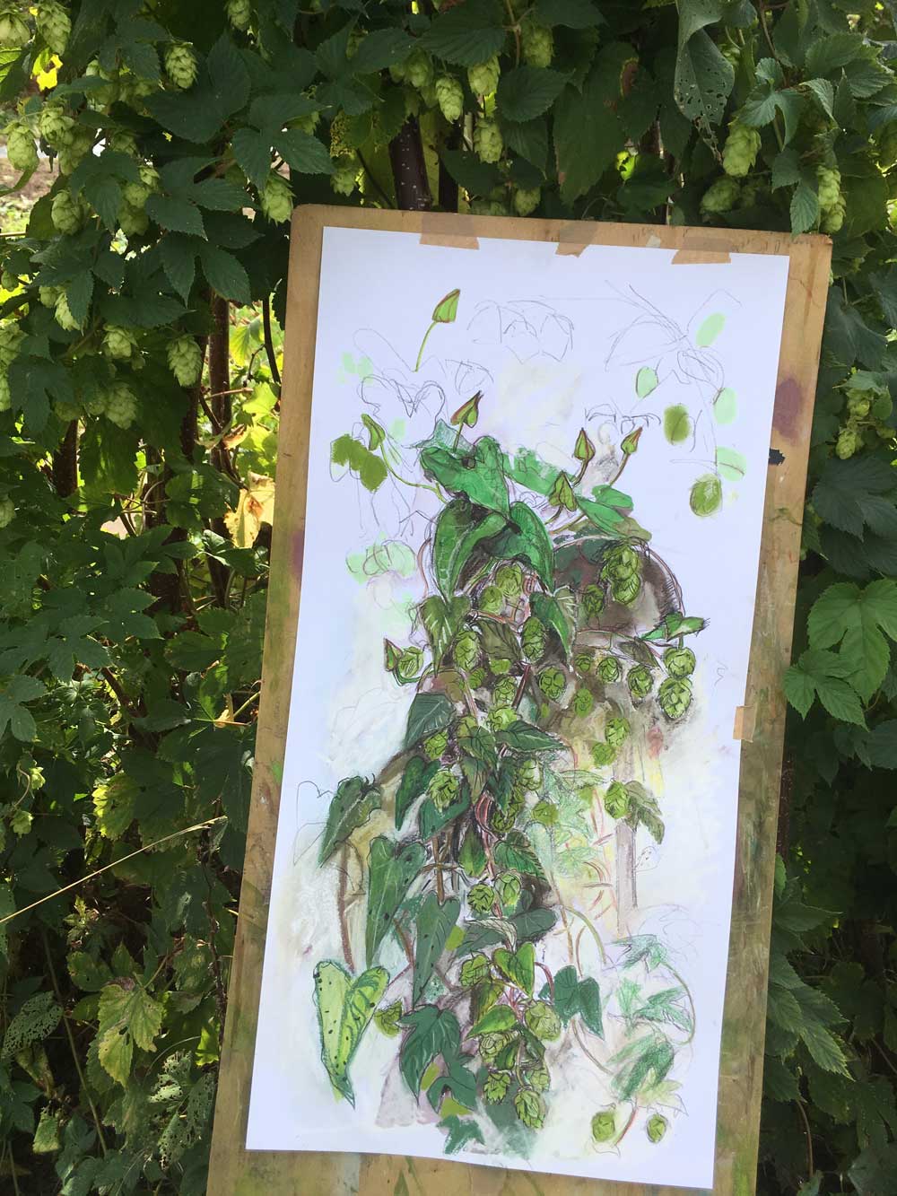 Ripening Papery Hops From Dawn and Martin’s Plot