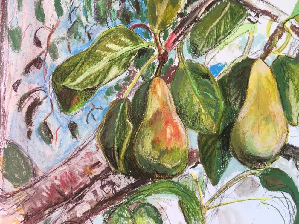 Ripening Pears