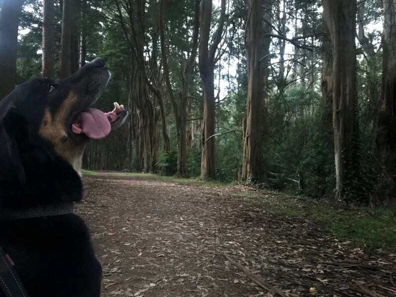 Bodie in his sweet spot