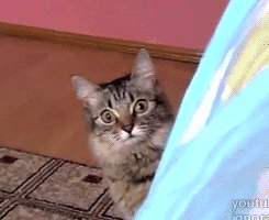cat zoom.gif